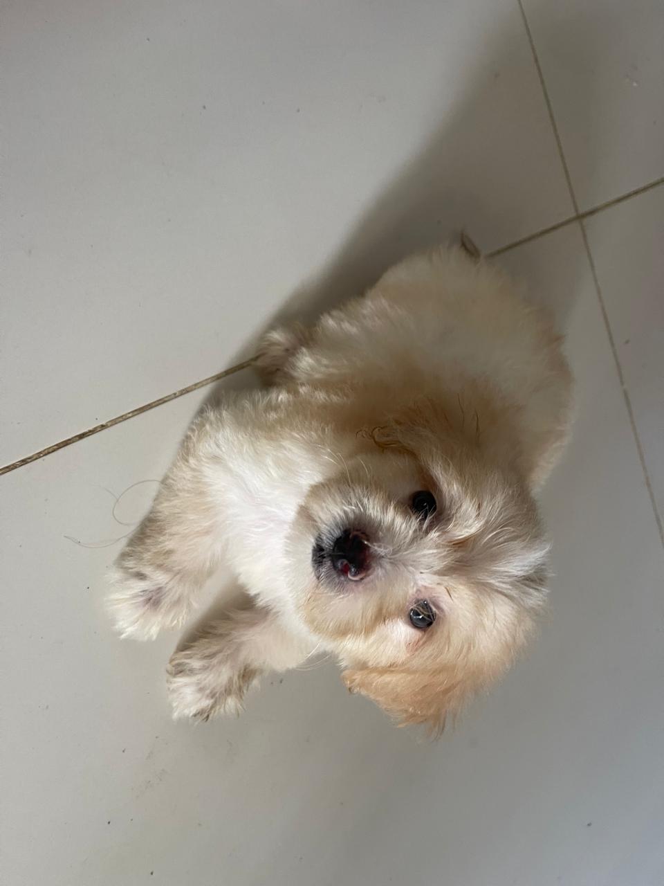 animales y mascotas - Cachorro shihpoo,shipoo,malte,poodle,podle 8