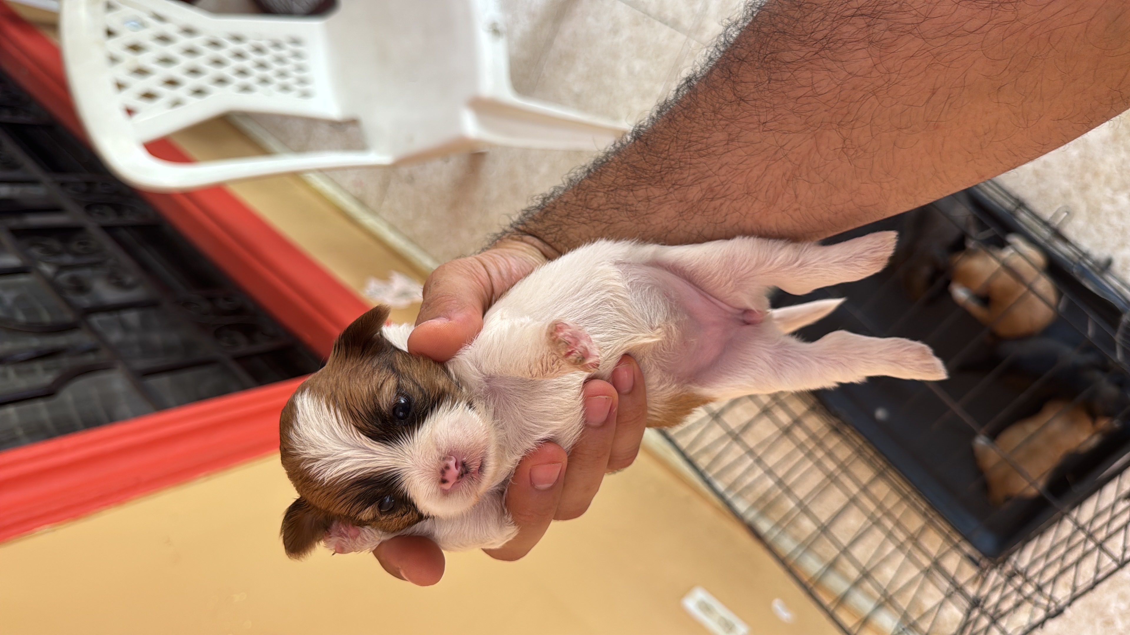 animales y mascotas - shih ztu cachorros en venta  5