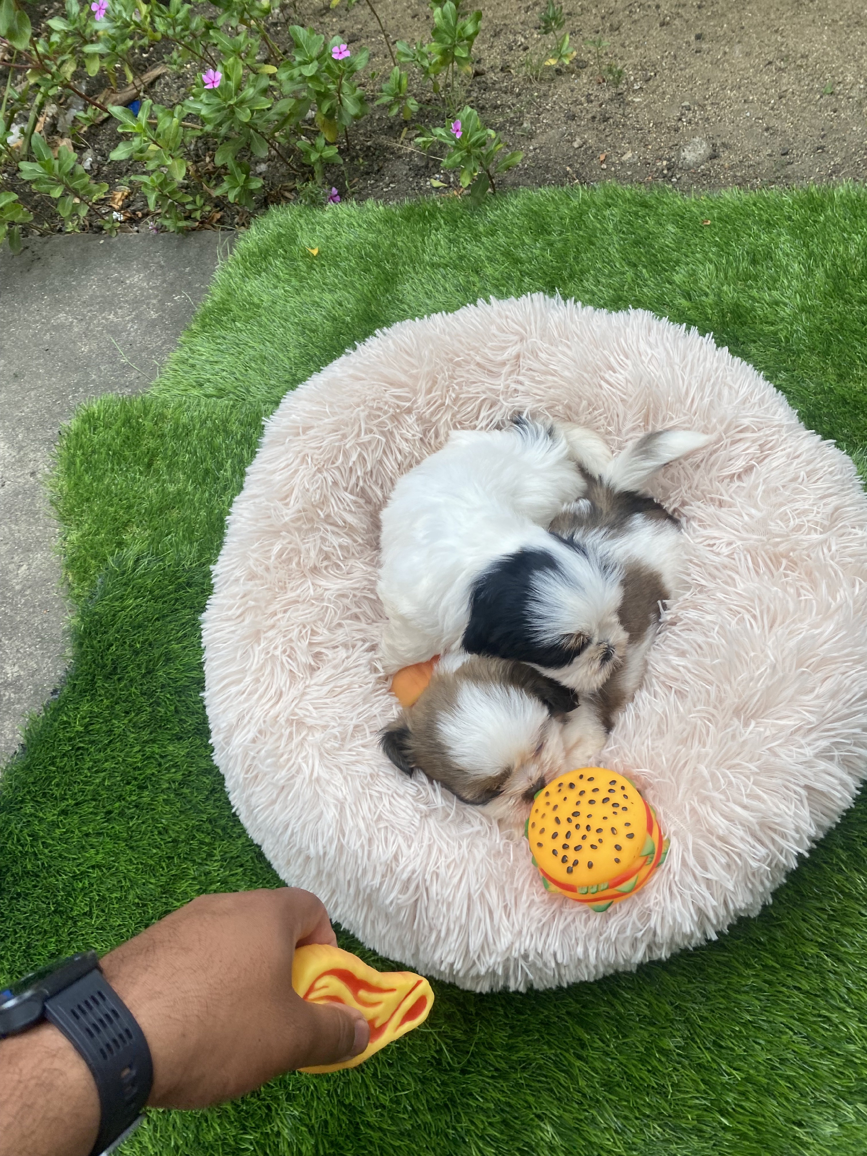 animales y mascotas - shipoo 2