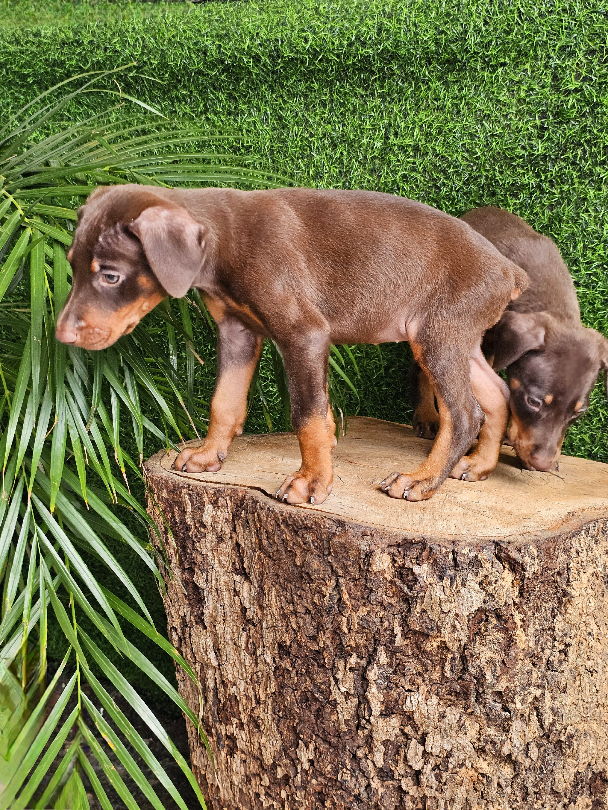 animales y mascotas - DOBERMAN MARRÓN 100% PUROS  2