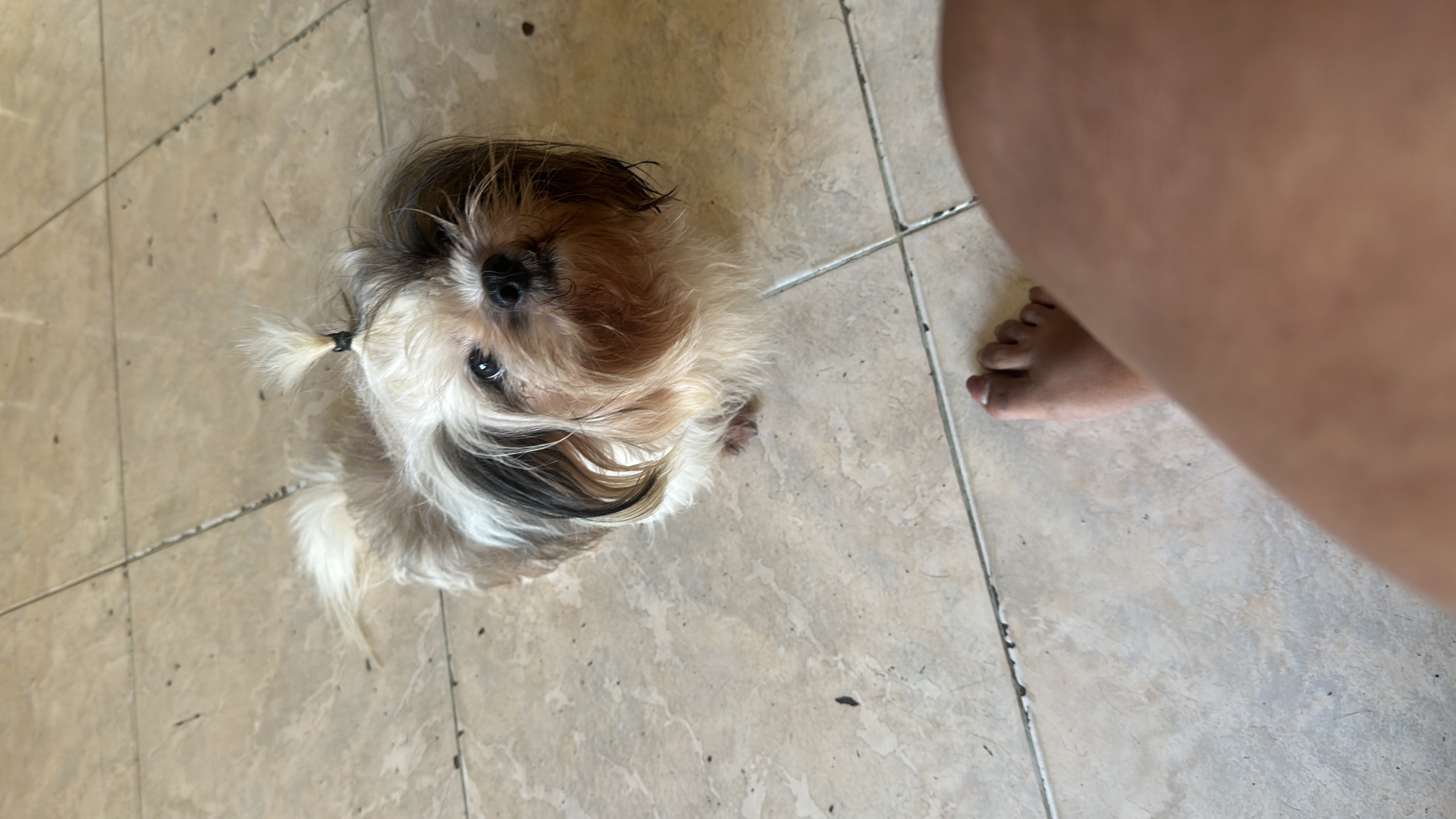 animales y mascotas - Se vende shitzu macho de 2 años en 8,500.00, dispo 3