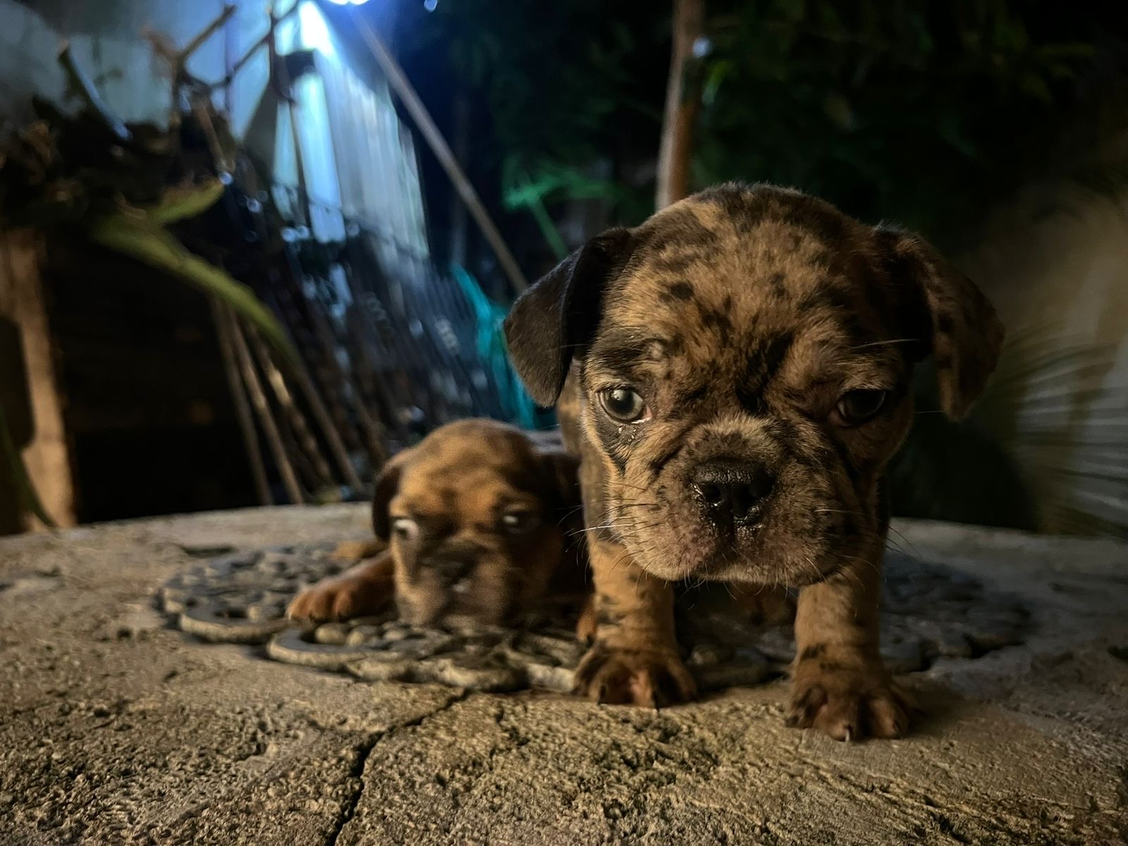animales y mascotas - Bulldog francés  2