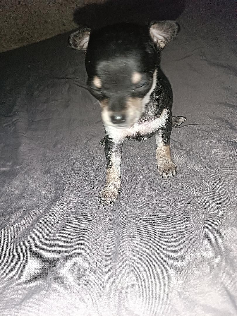 animales y mascotas - cachorros chihuahuas 2