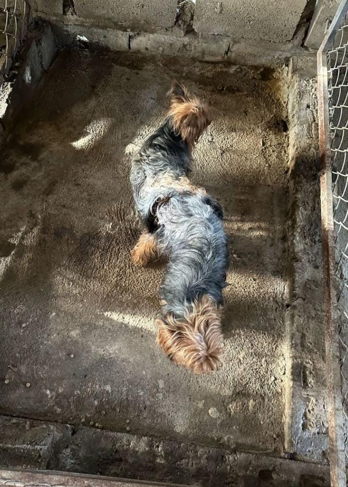 animales y mascotas - YORKIES TERRIER PUROS  3