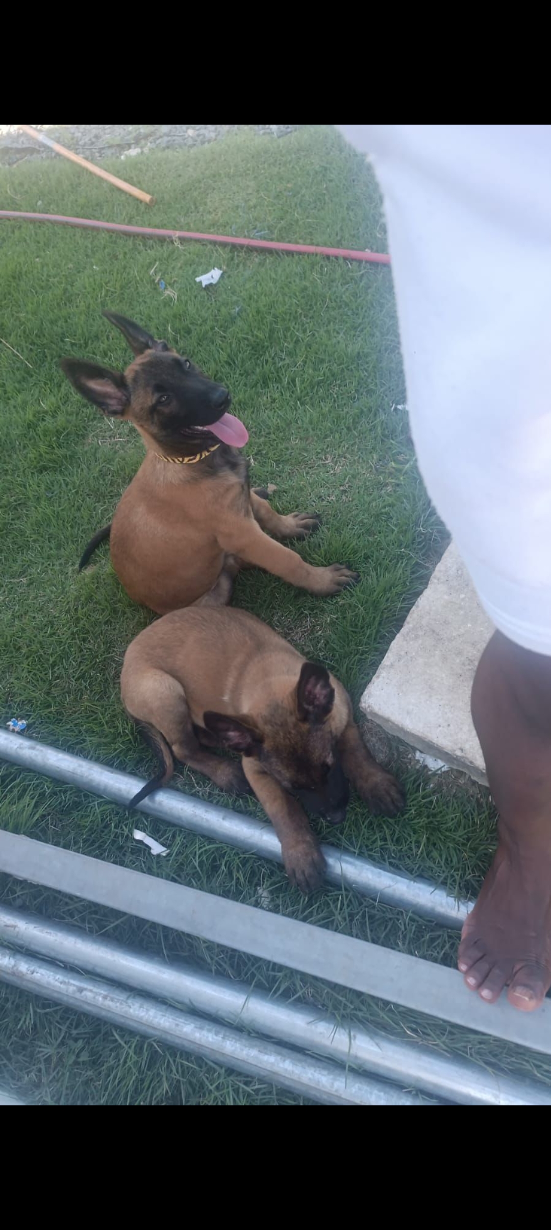 animales y mascotas - pastor alemán belga malinois  2