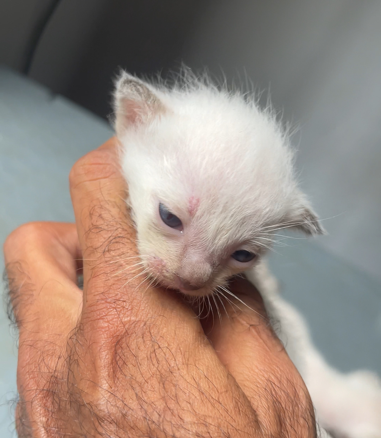 animales y mascotas - gatos siameses para apartar 