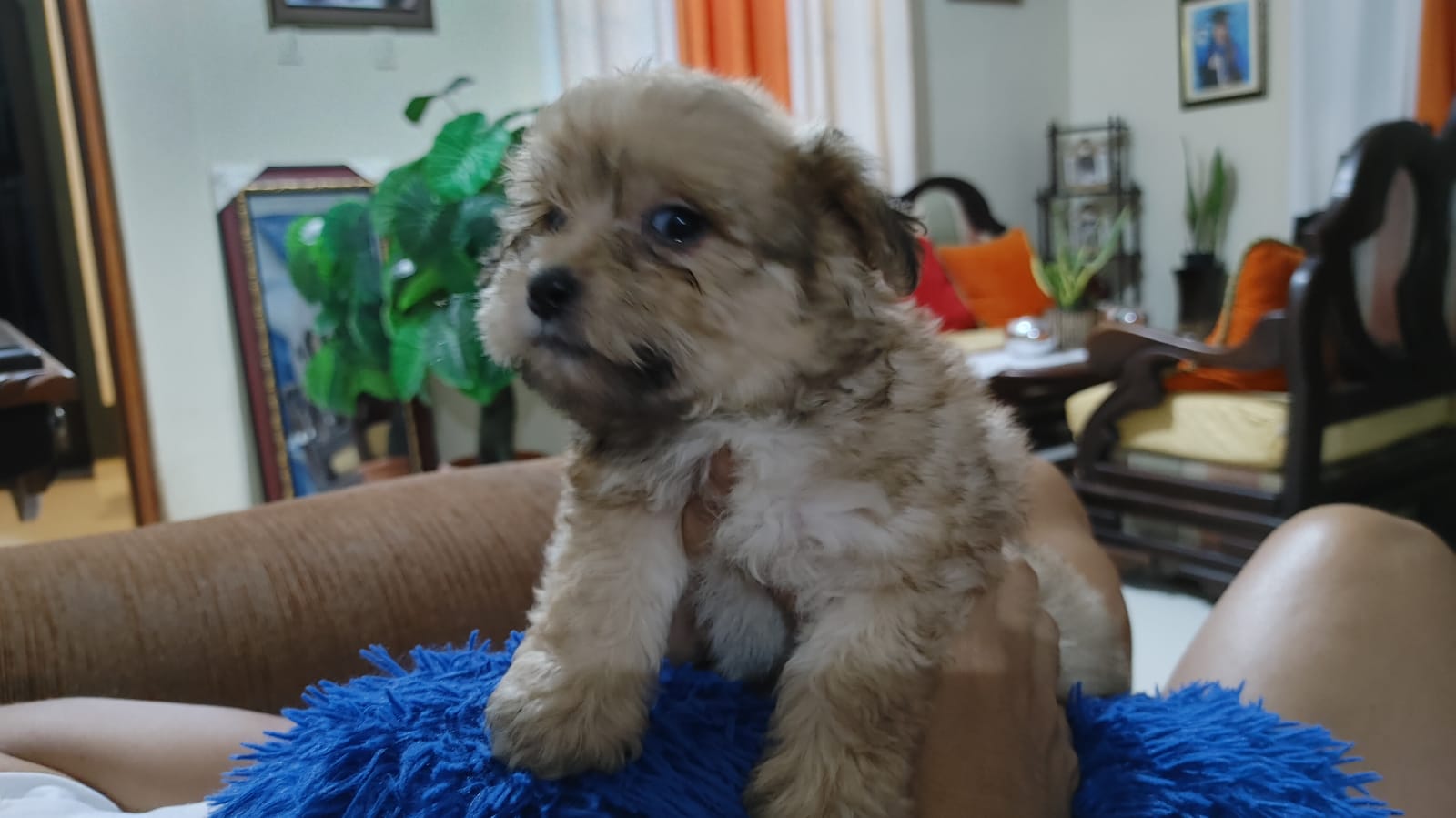 animales y mascotas - Cachorro shihpoo,shipoo,malte,poodle,podle 9