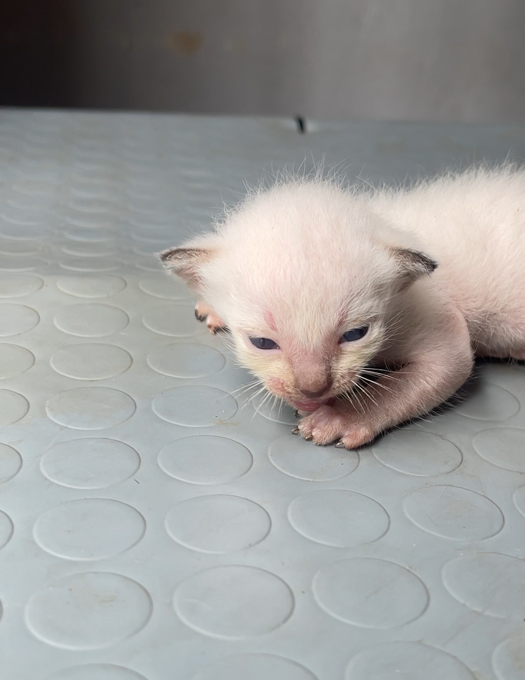animales y mascotas - gatos siameses para apartar  1