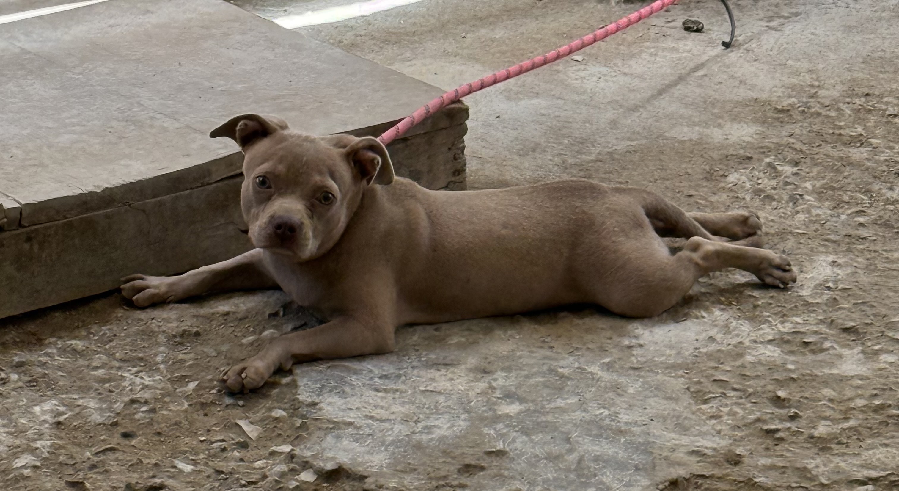 animales y mascotas - pitbully