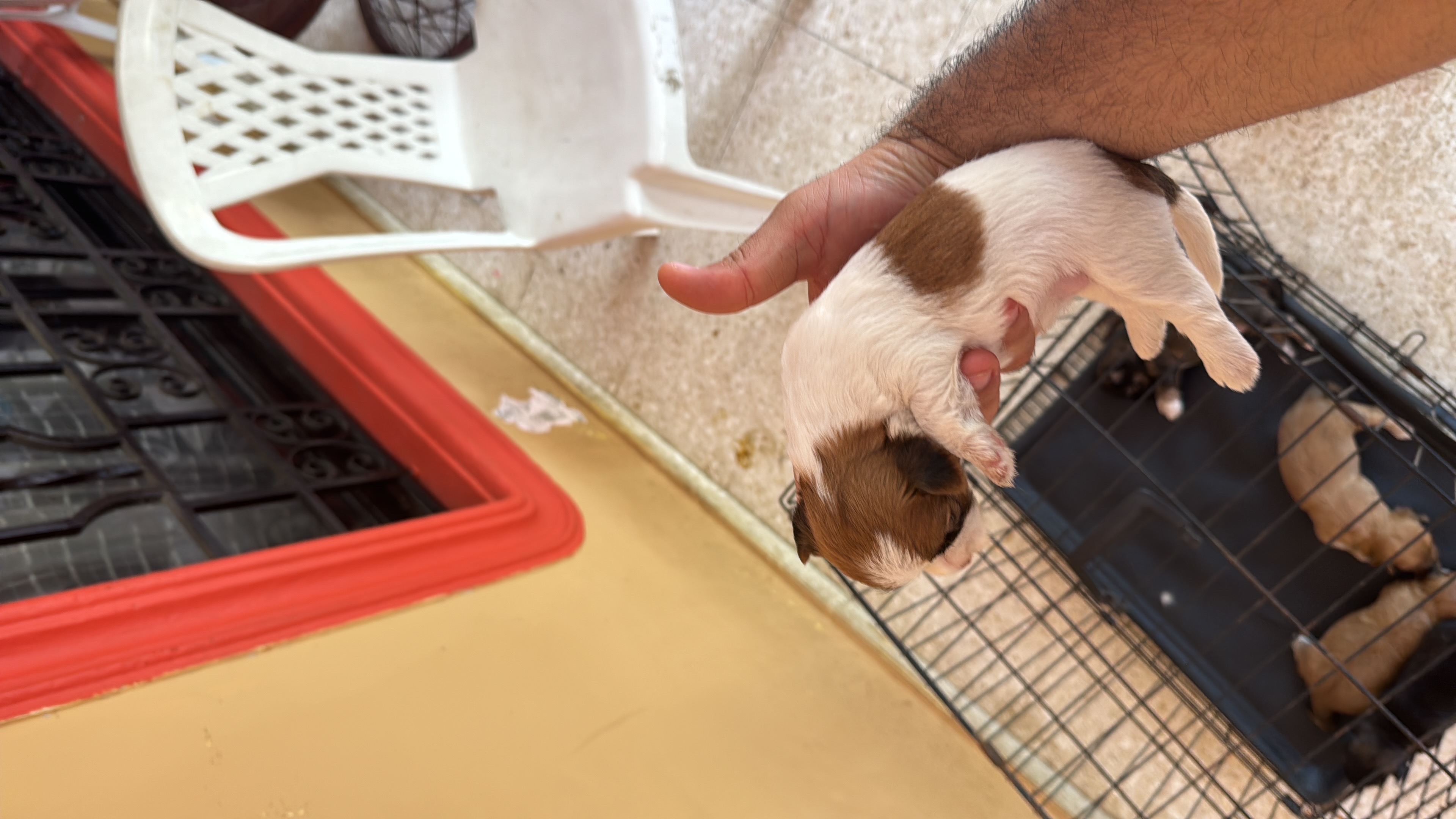 animales y mascotas - shih ztu cachorros en venta  7
