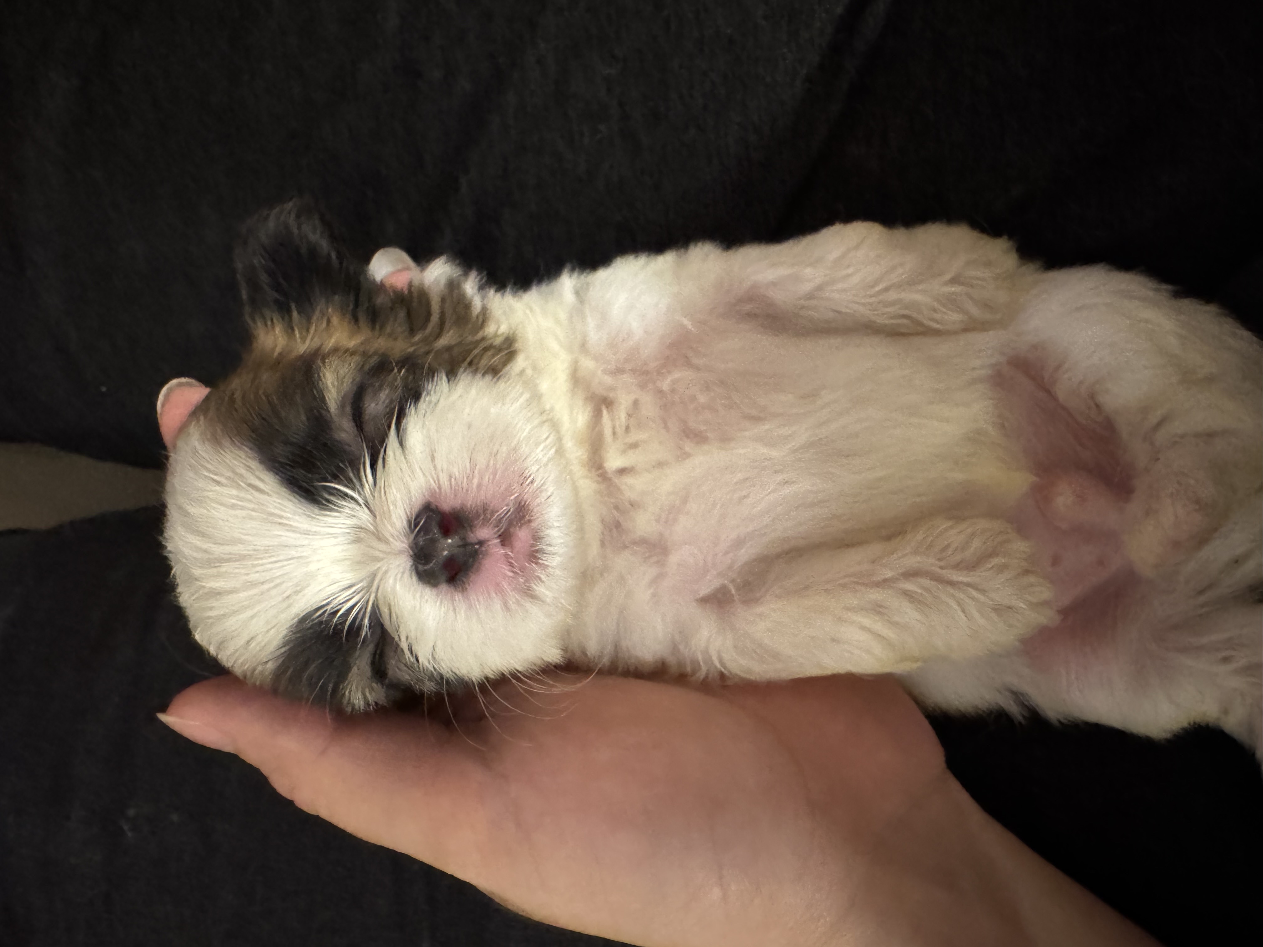 animales y mascotas - Shih tzu  0