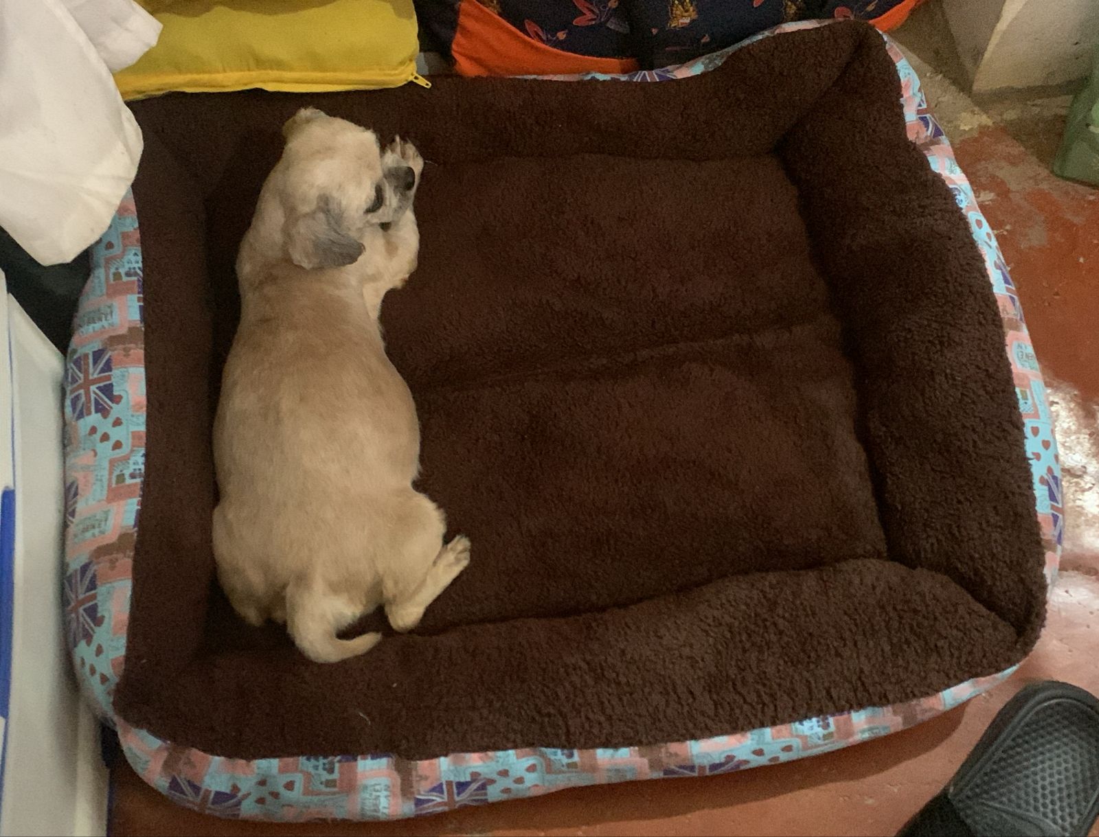animales y mascotas - Se vende Shih Tzu. 0