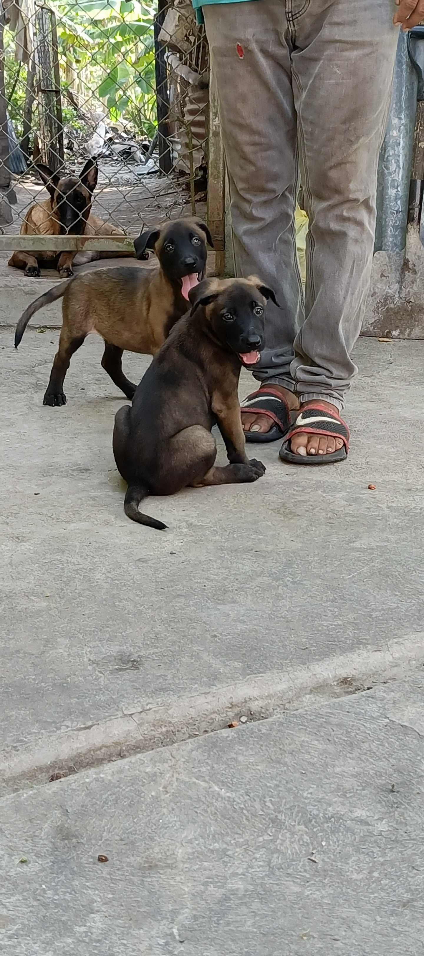 animales y mascotas - Pastor belga malinoa macho  0