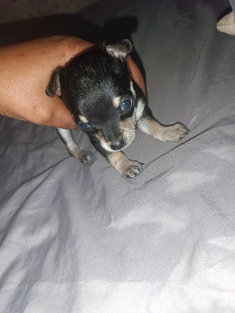 animales y mascotas - cachorros chihuahuas 4