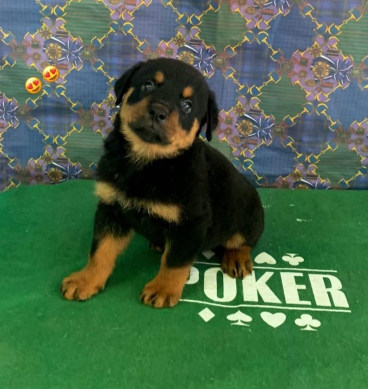 animales y mascotas - Rottweiler ambos sexos  1