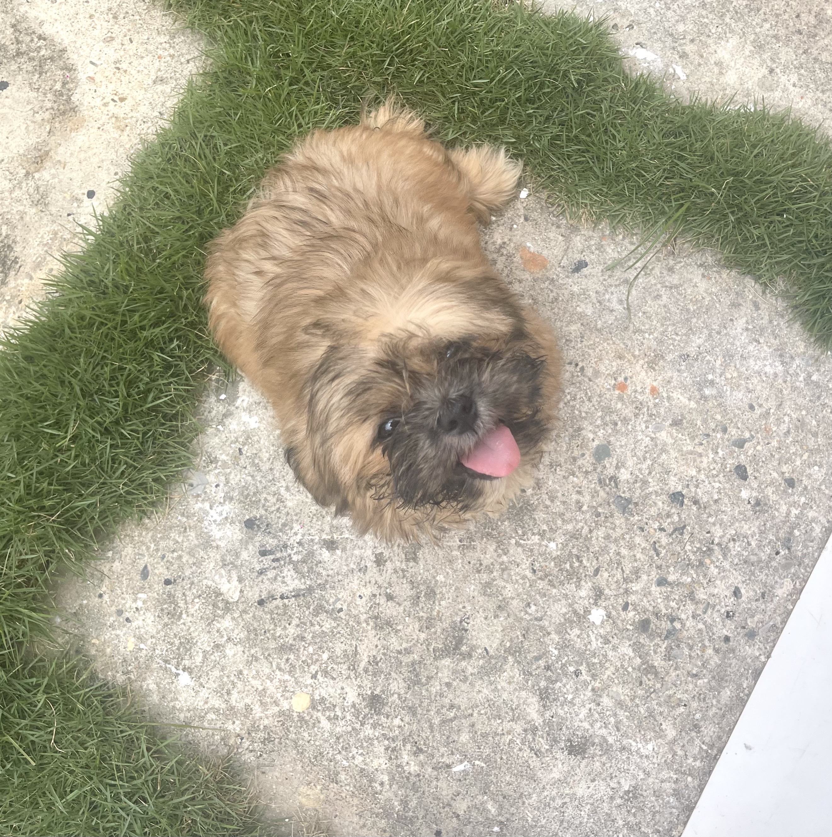 animales y mascotas - cachorro Shihtzu Macho 0
