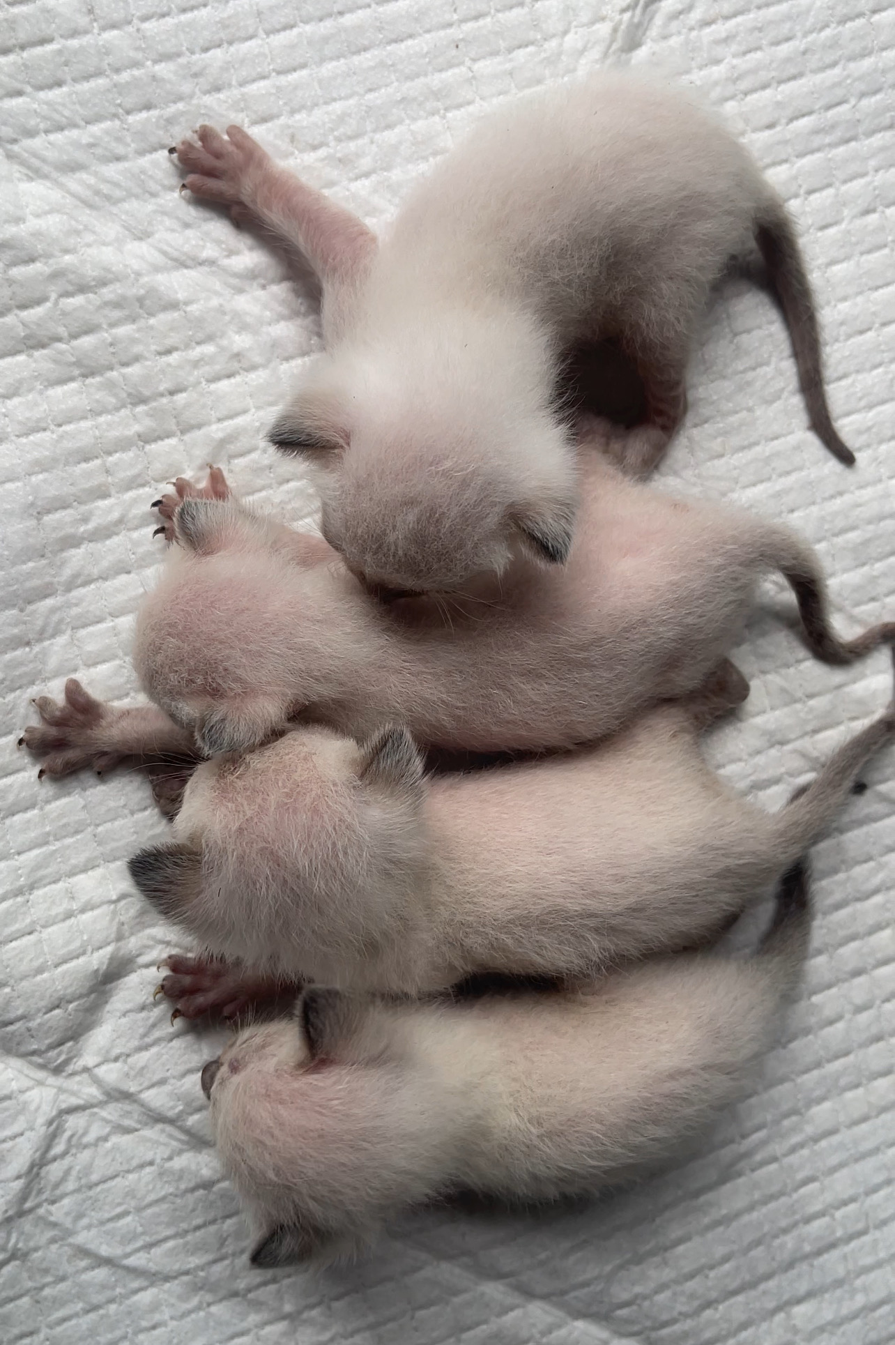 animales y mascotas - gatos siameses para apartar  2
