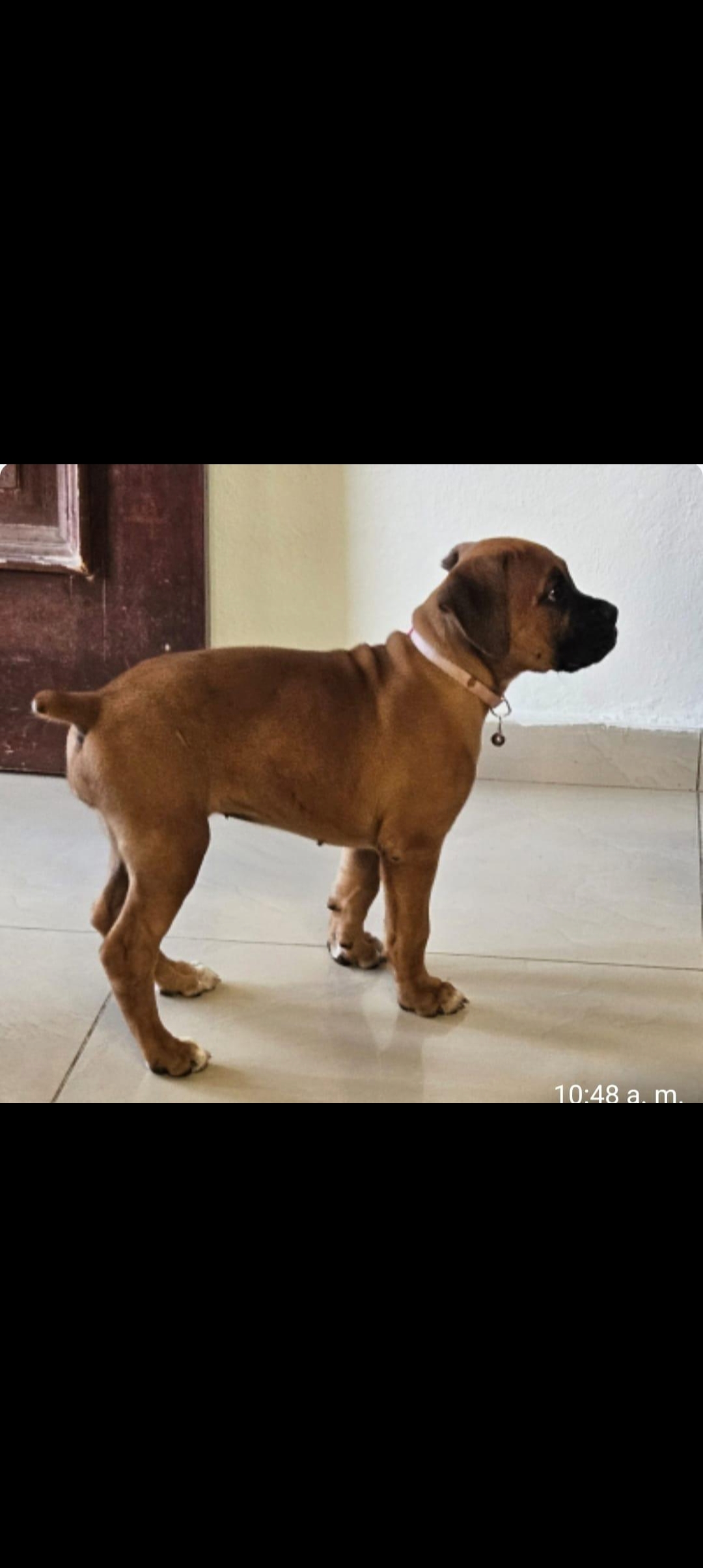 animales y mascotas - boxel 5