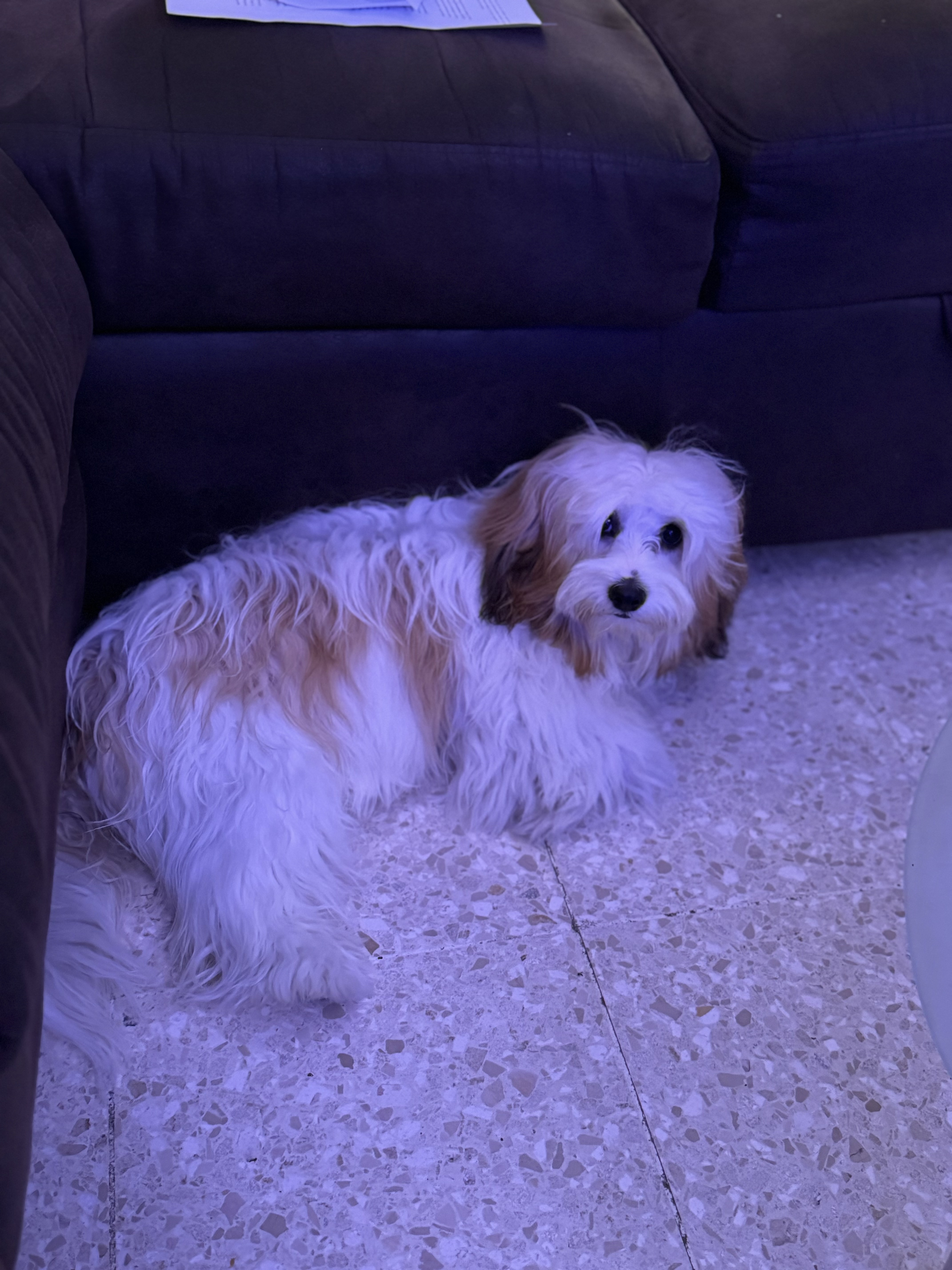 animales y mascotas - shih ztu cachorros en venta  8