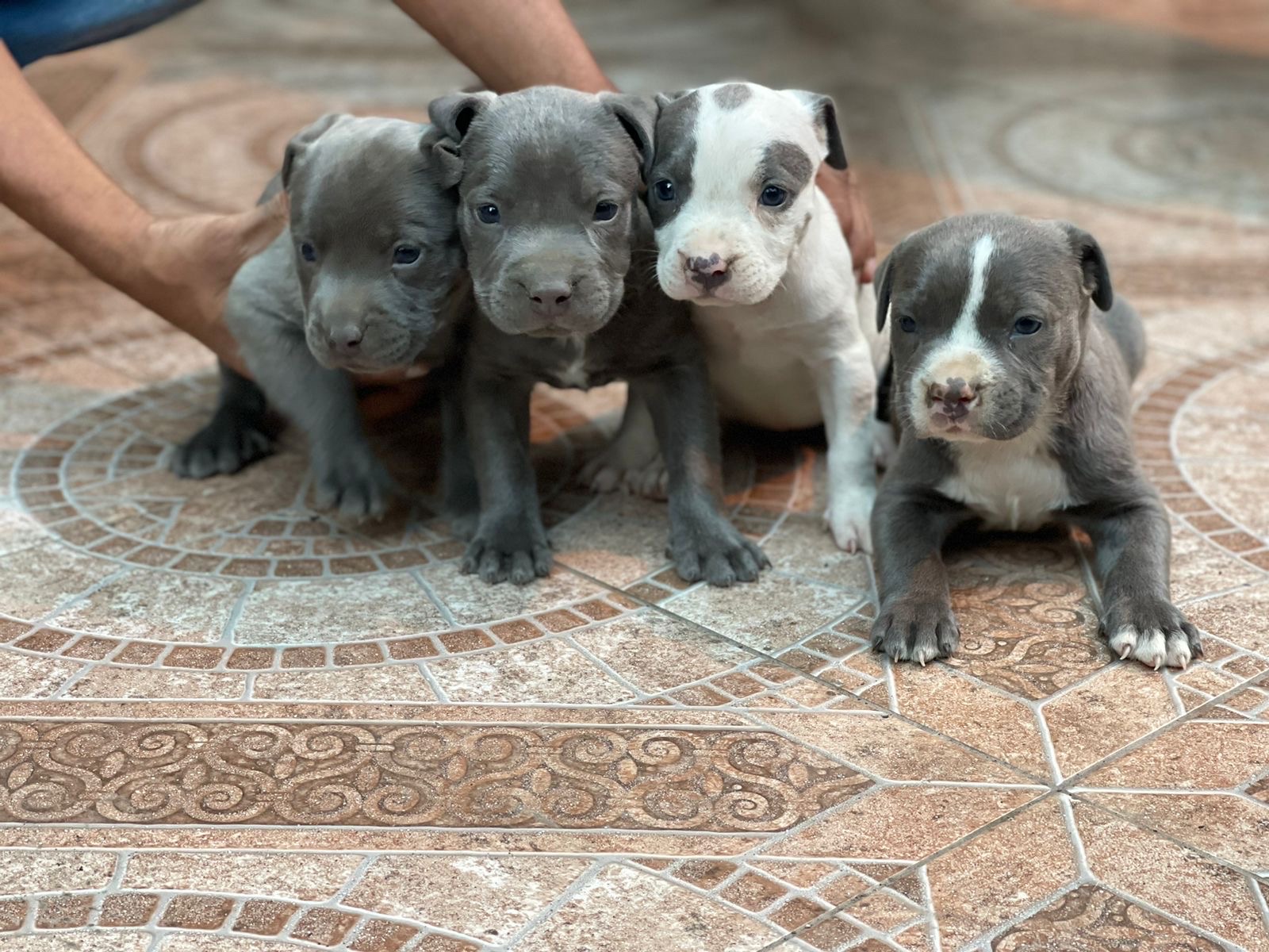 animales y mascotas - pitbull 0