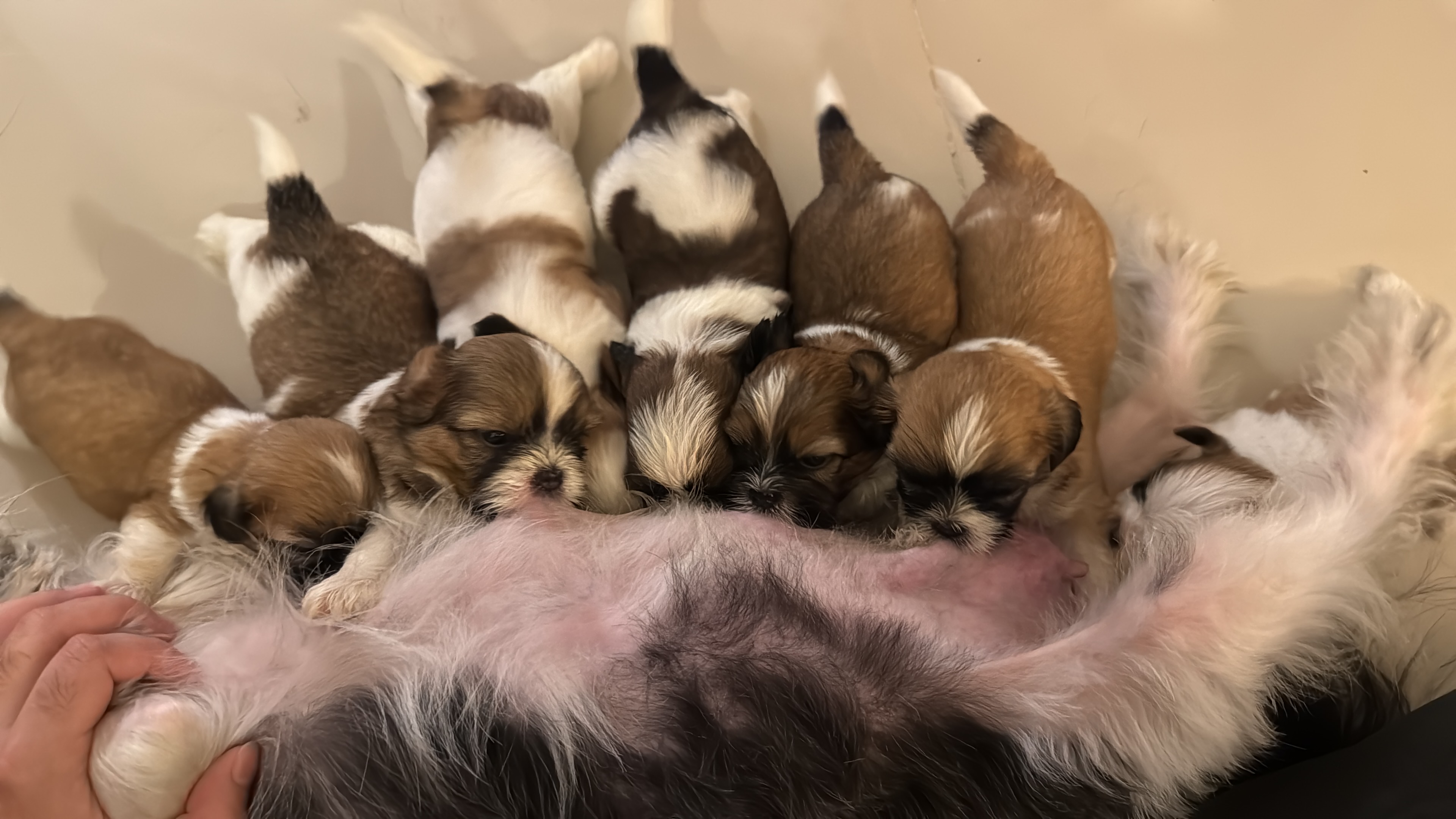 animales y mascotas - Shih tzu  1