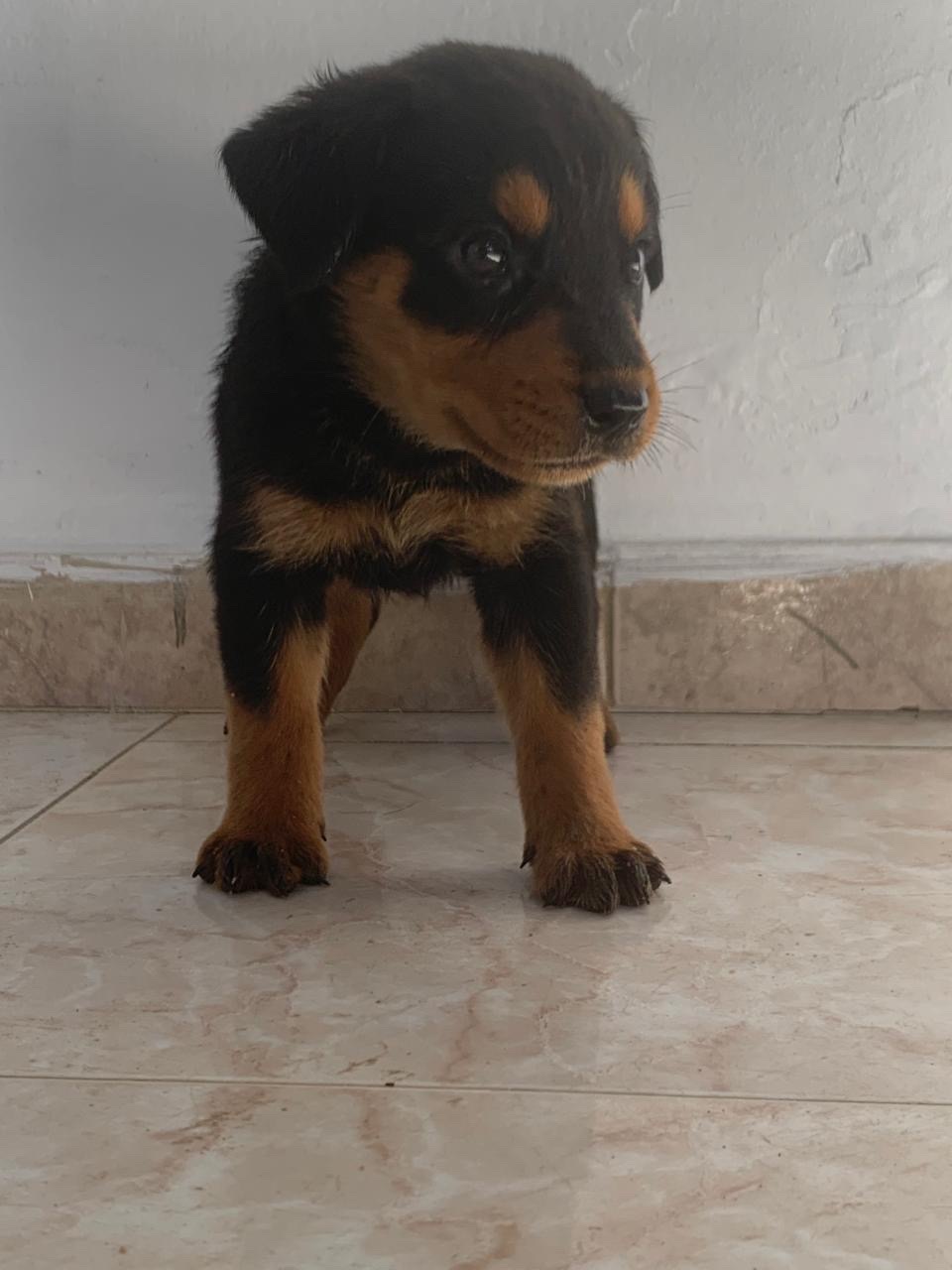 animales y mascotas - Rottweiler hembra 