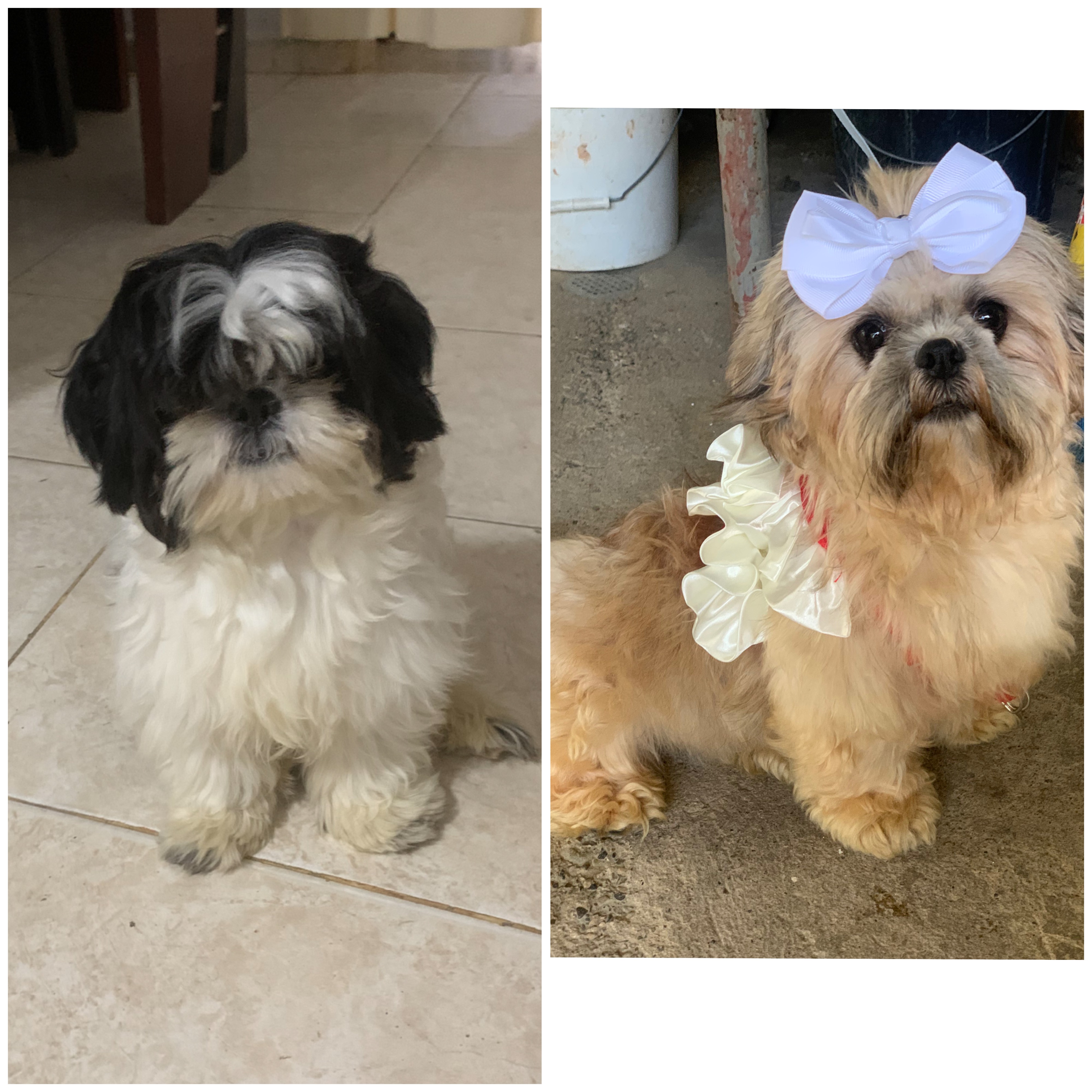 animales y mascotas - Se vende Shih Tzu. 1