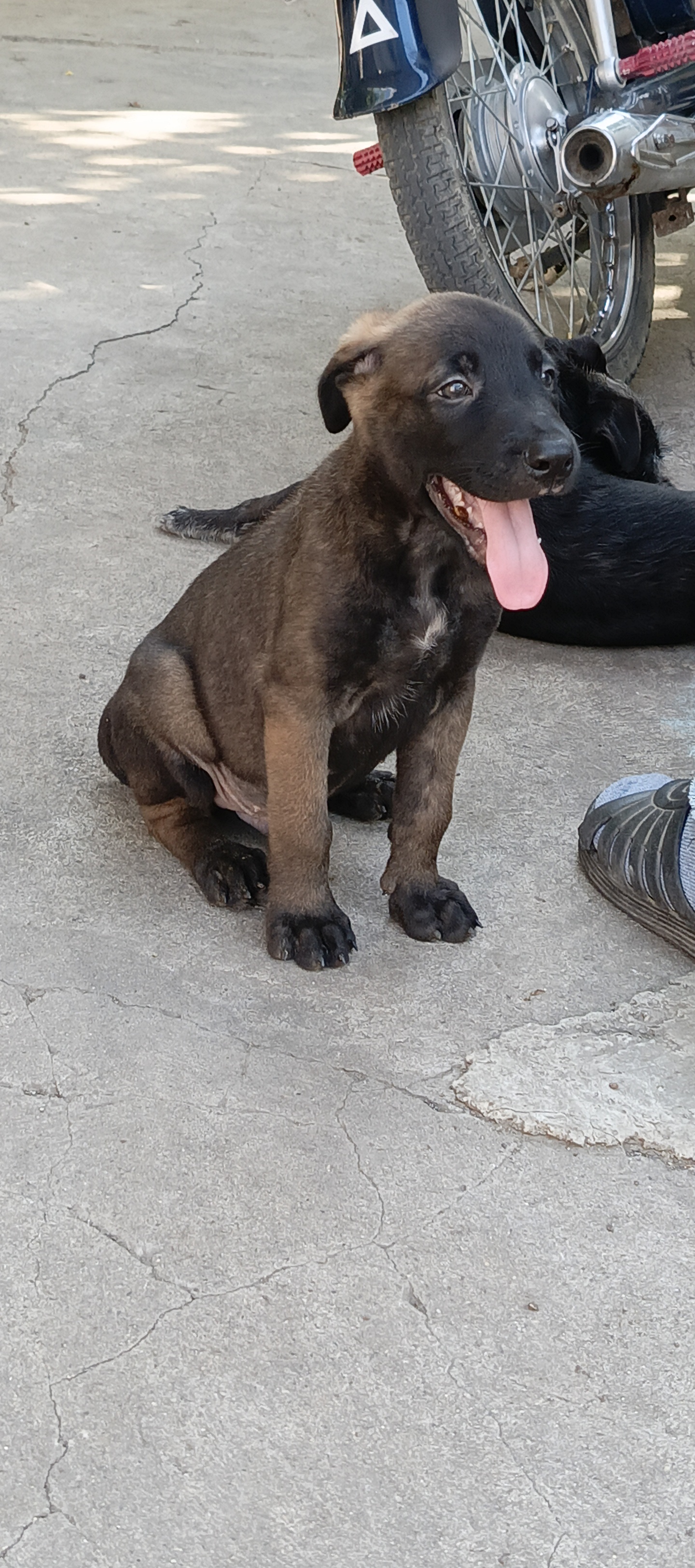animales y mascotas - Pastor belga malinoa macho  1