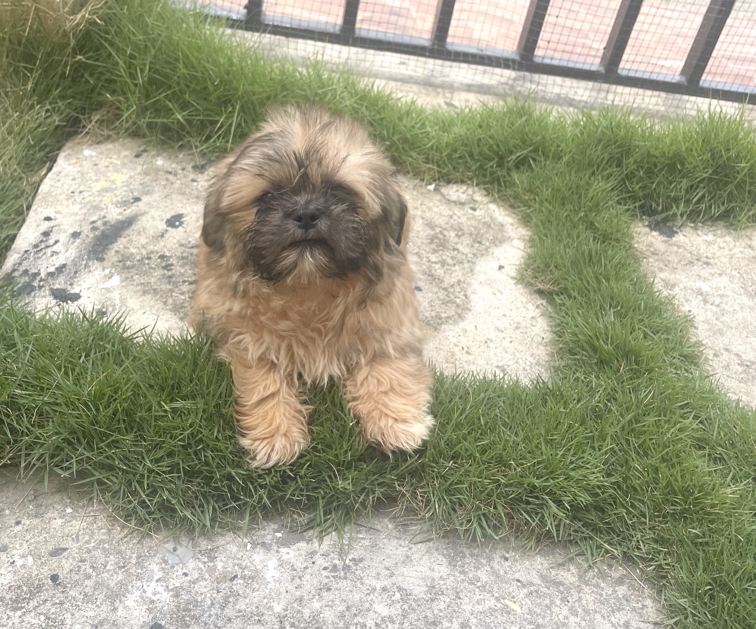 animales y mascotas - cachorro Shihtzu Macho 1