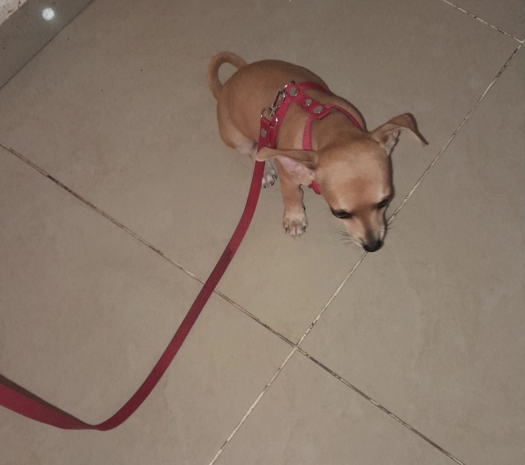 animales y mascotas - chiguagua de 2 meses #2 esta vacunada 0