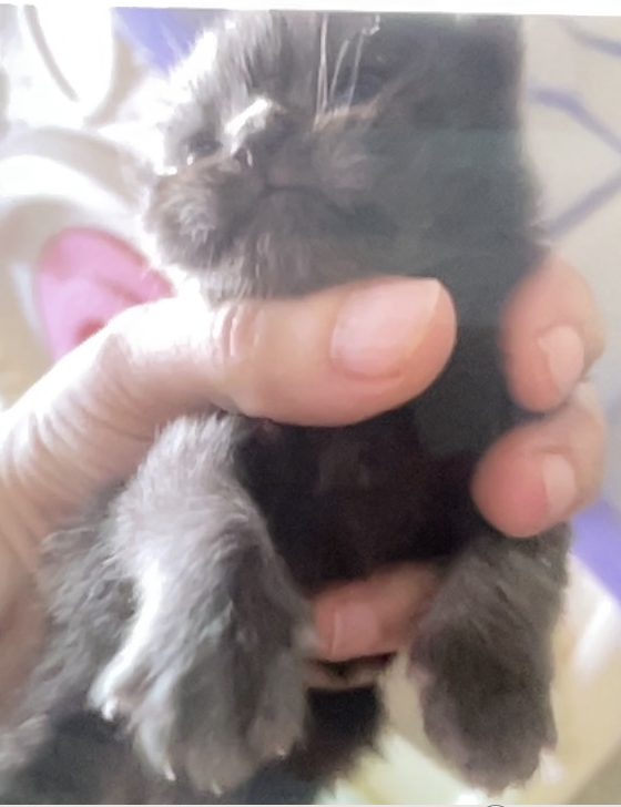 animales y mascotas - Gatita Persa Doll Face Negra 0