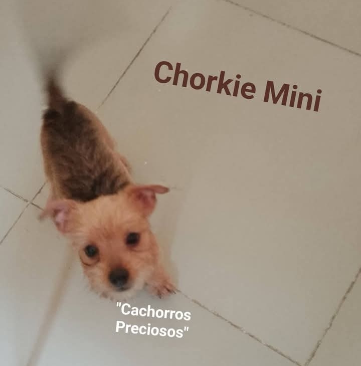 animales y mascotas - Chorkie Mini Mix de Chihuahua #1 con Yorkie Mini 0