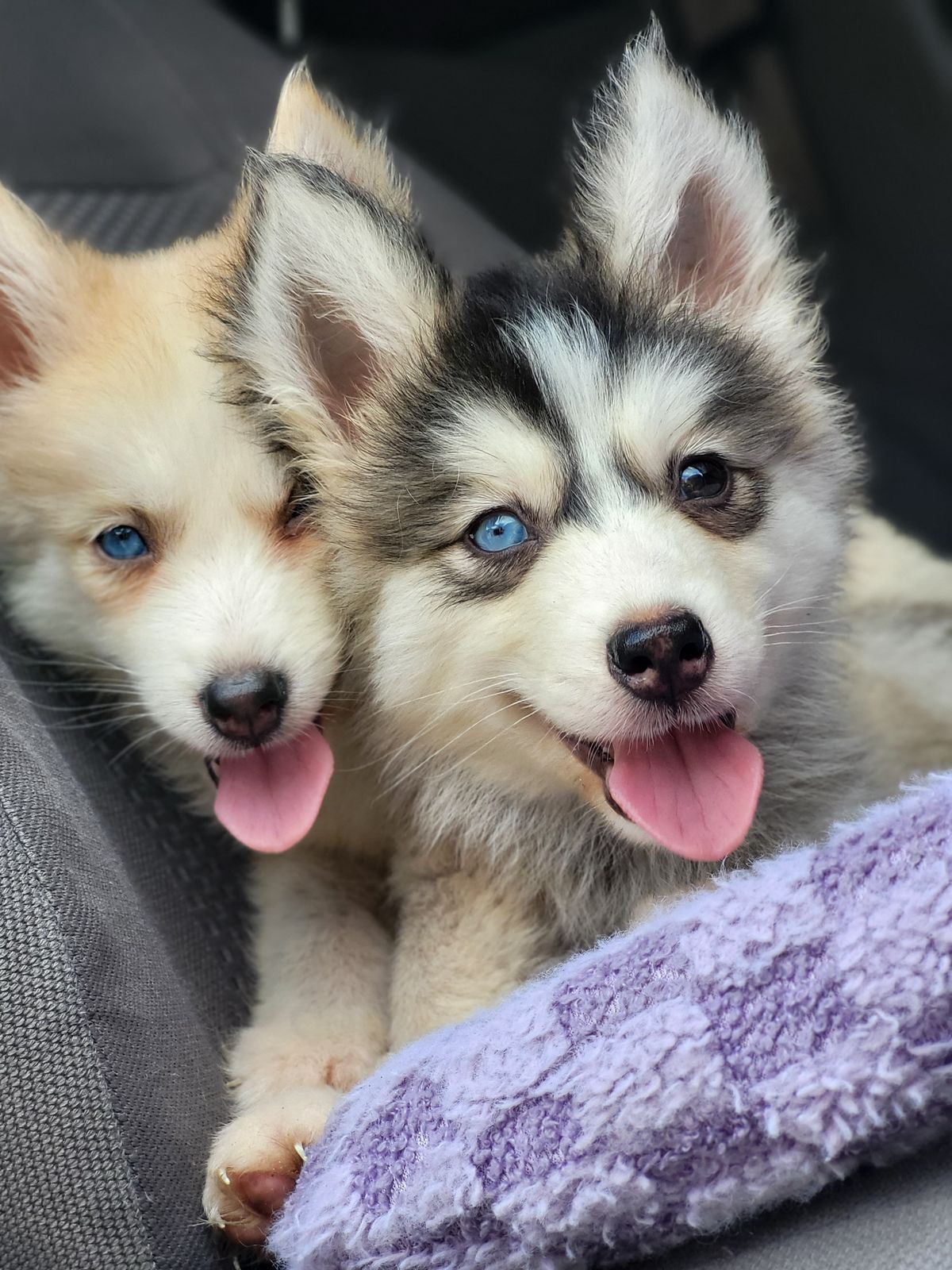 animales y mascotas - OFERTA CACHORRO HUSKY WOOLY MACHO SE ENTREGA CON T 0
