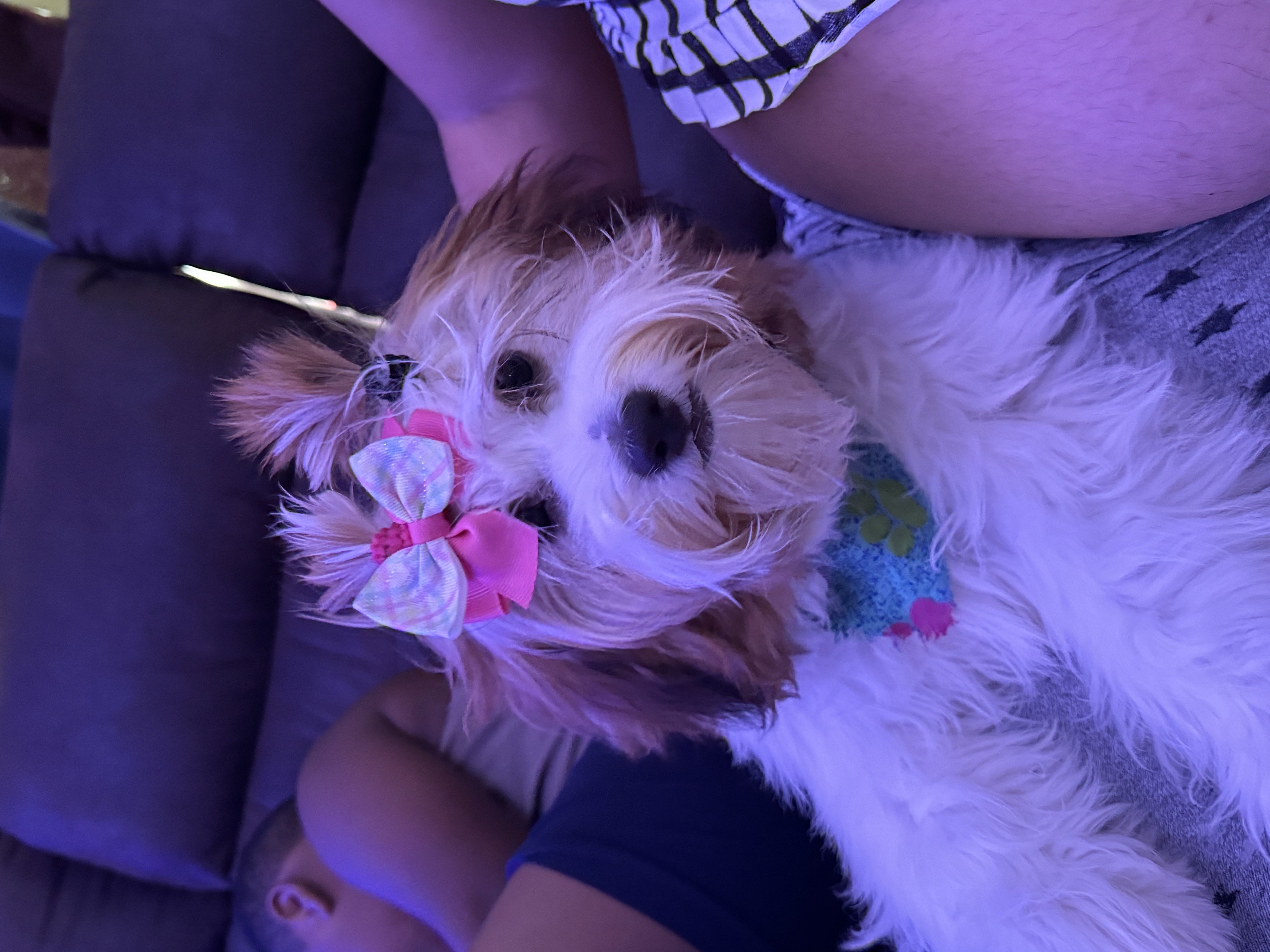 animales y mascotas - shih ztu cachorros en venta  9