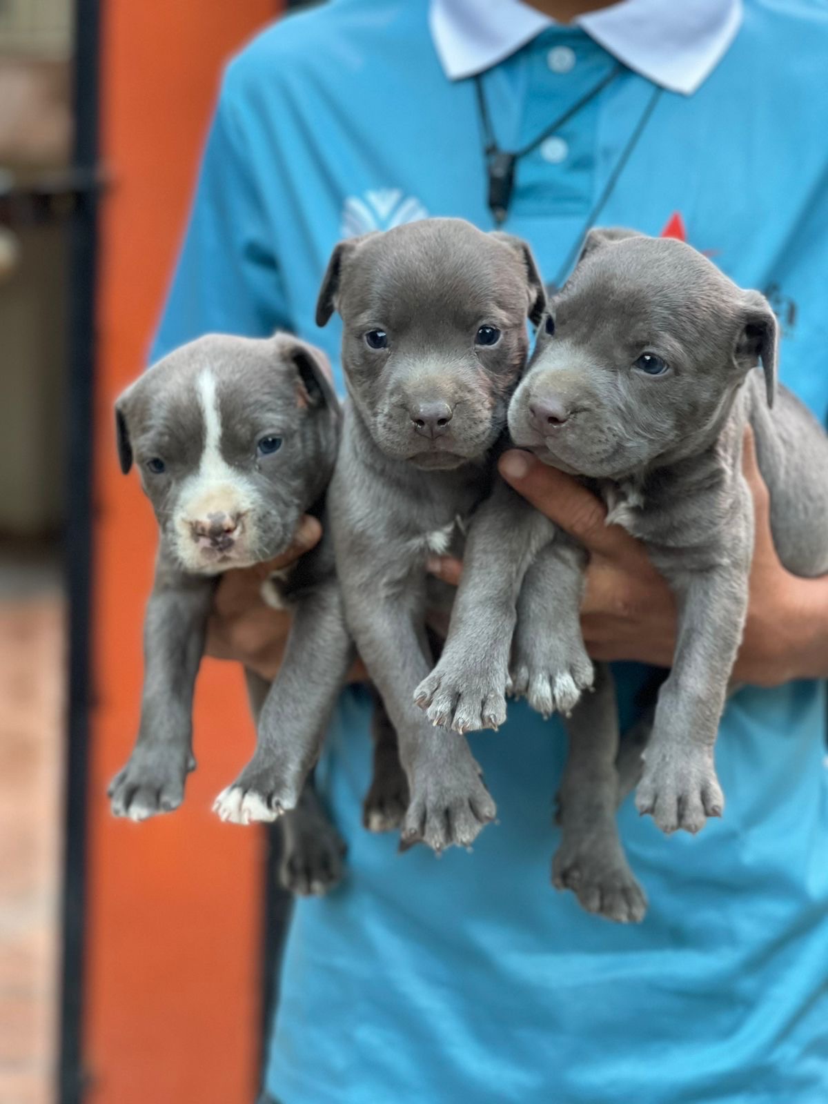 animales y mascotas - pitbull 1