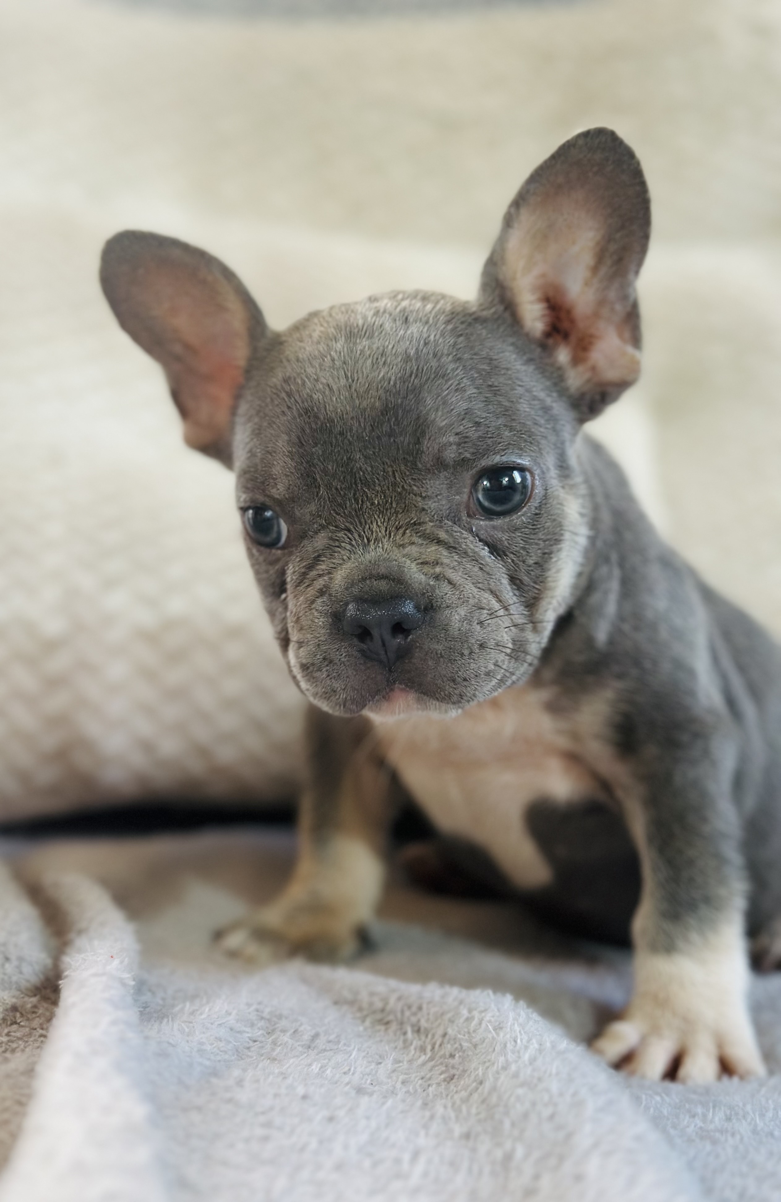 animales y mascotas - Bulldog francés