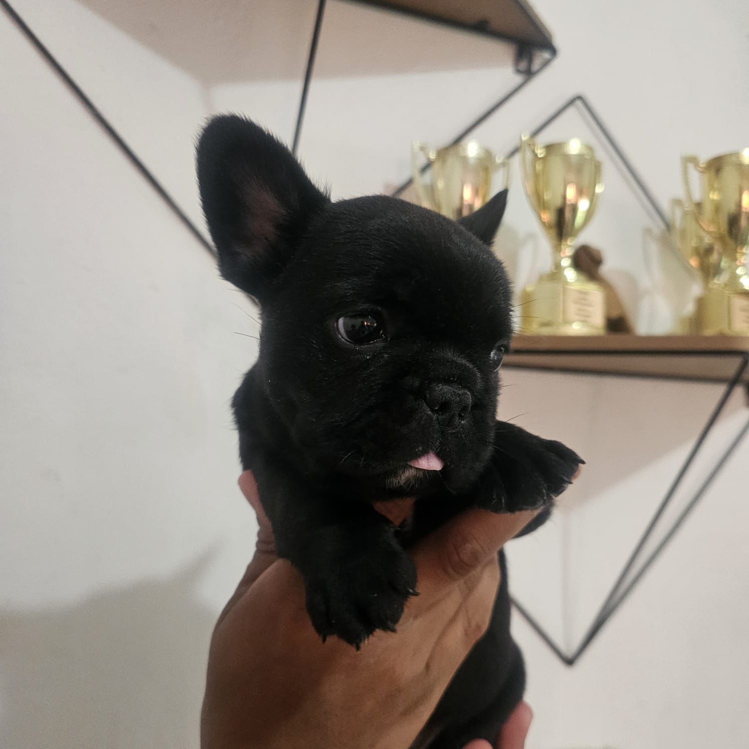 animales y mascotas - OFERTA CACHORRO BULLDOG FRANCES MACHO UBICADO EN S