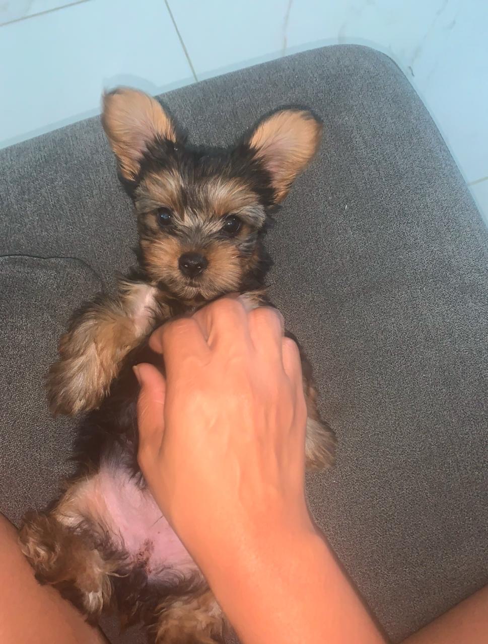 animales y mascotas - Cachorro de yorki  4