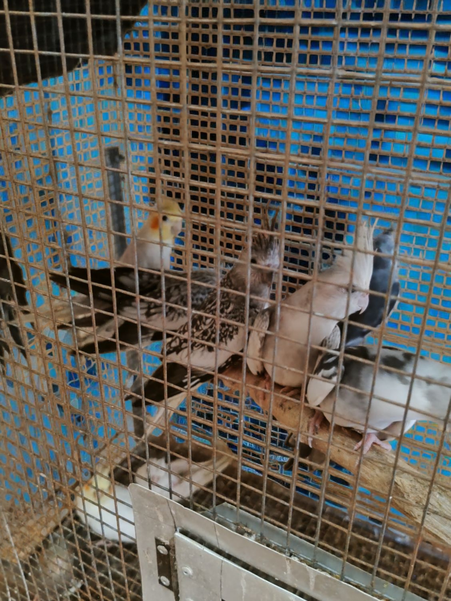 animales y mascotas - Buscando hogar, cacatúas, agapornis, alondras, aves  4