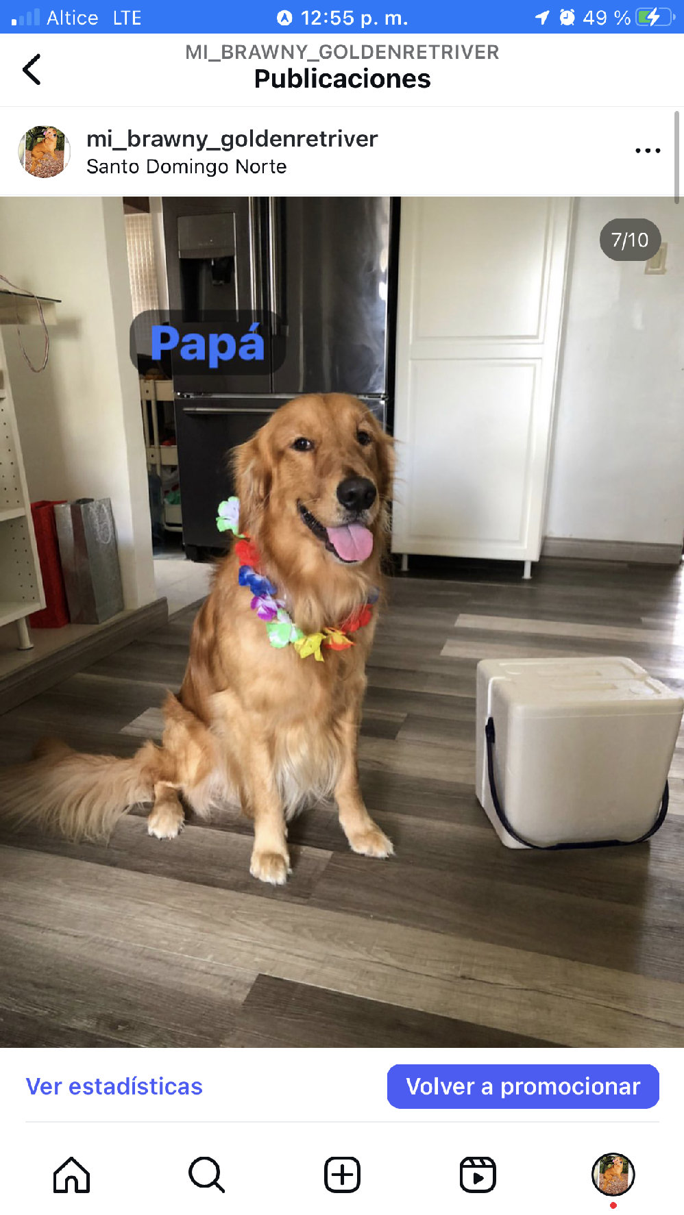 animales y mascotas - Golden retriver raza pura  6