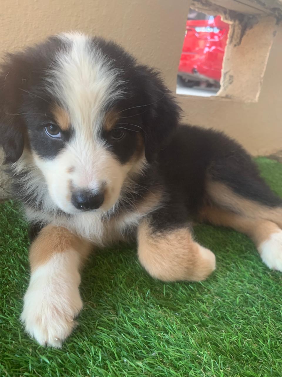 animales y mascotas - Cachorritas de Australian Shepherd 3