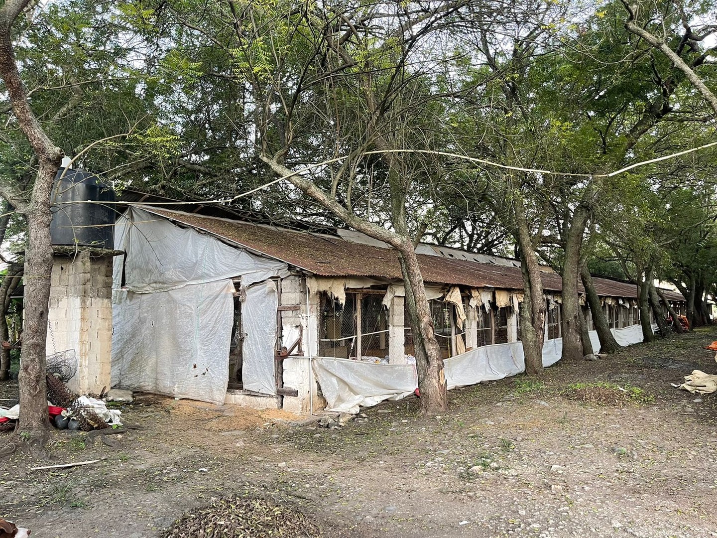otros inmuebles - Granja de pollo  en moca con  30 tareas 4