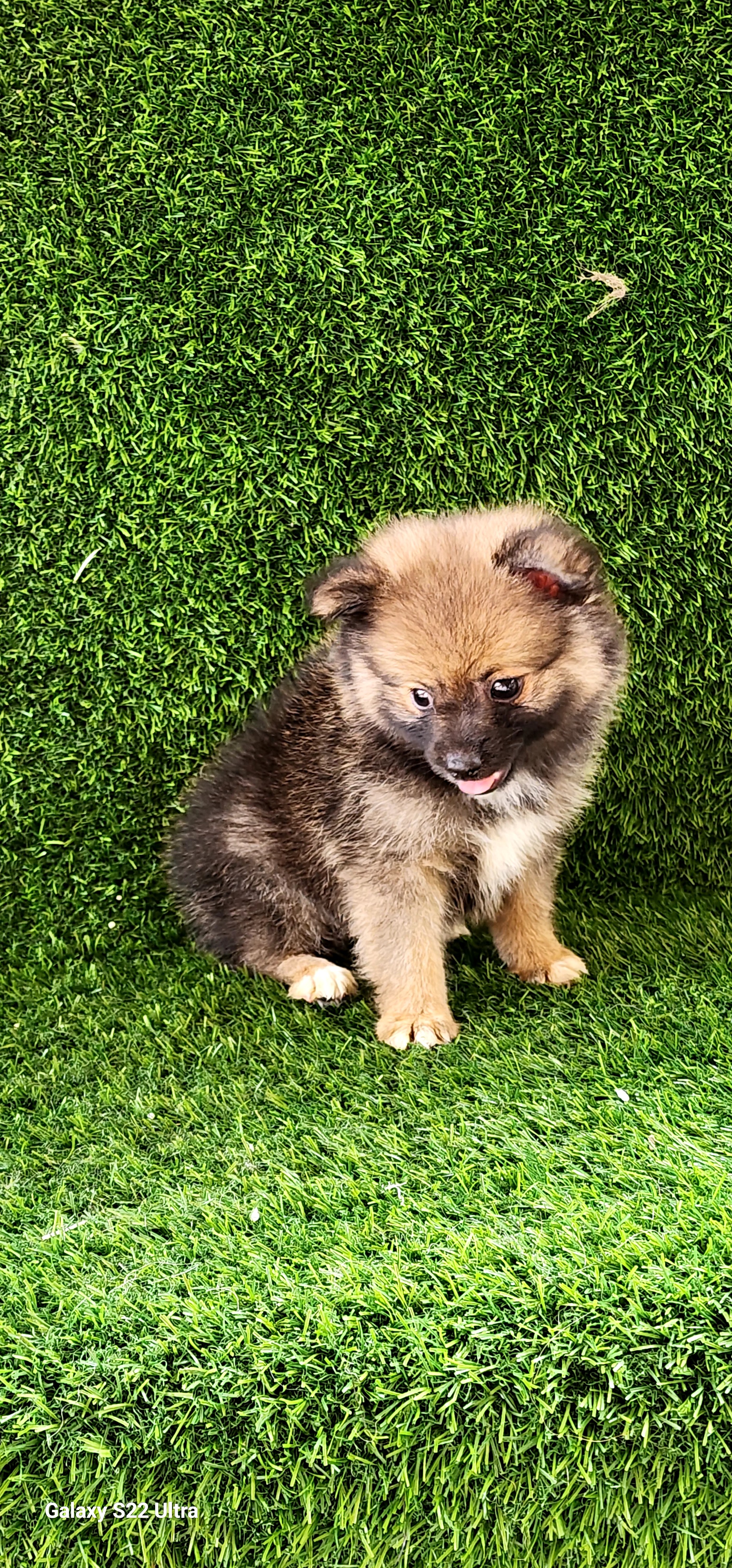 animales y mascotas - Cachorro Pomerania  1
