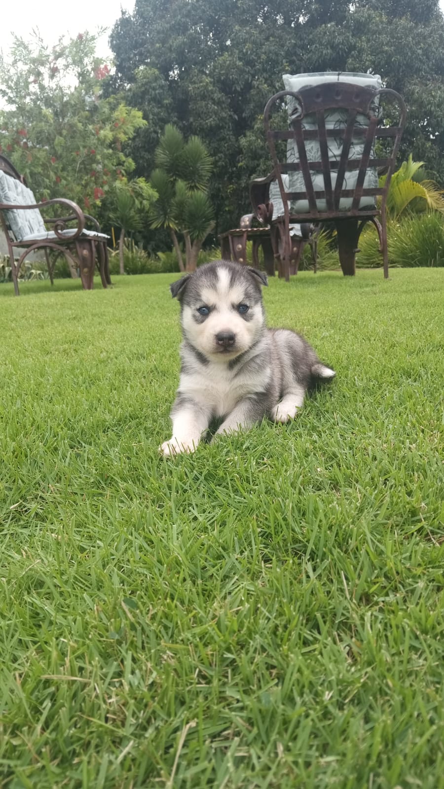 animales y mascotas - Husky Siberiano 