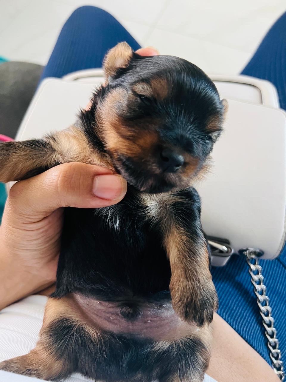 animales y mascotas - Cachorro de yorki  2