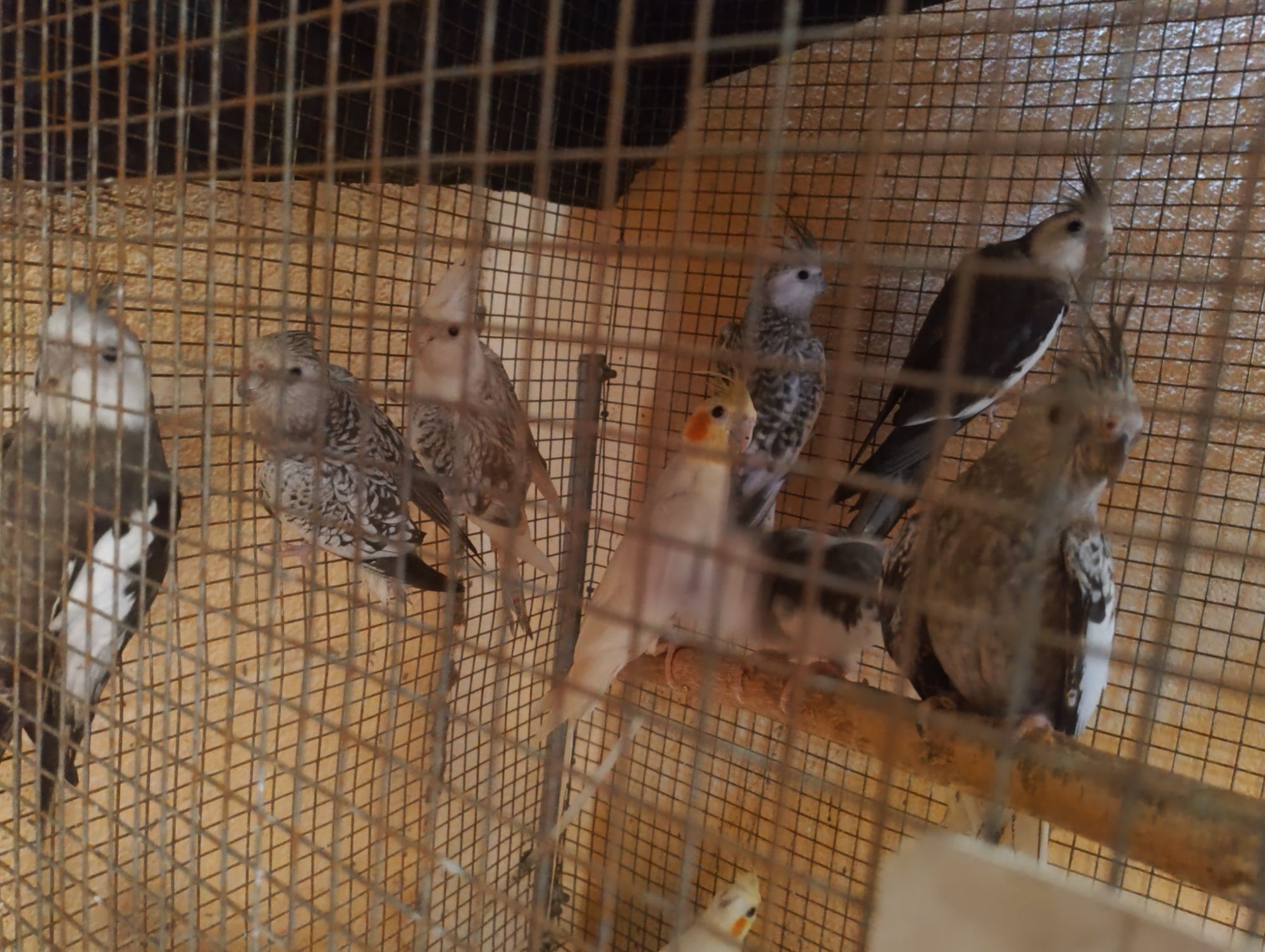 animales y mascotas - Buscando hogar, cacatúas, agapornis, alondras, aves  2