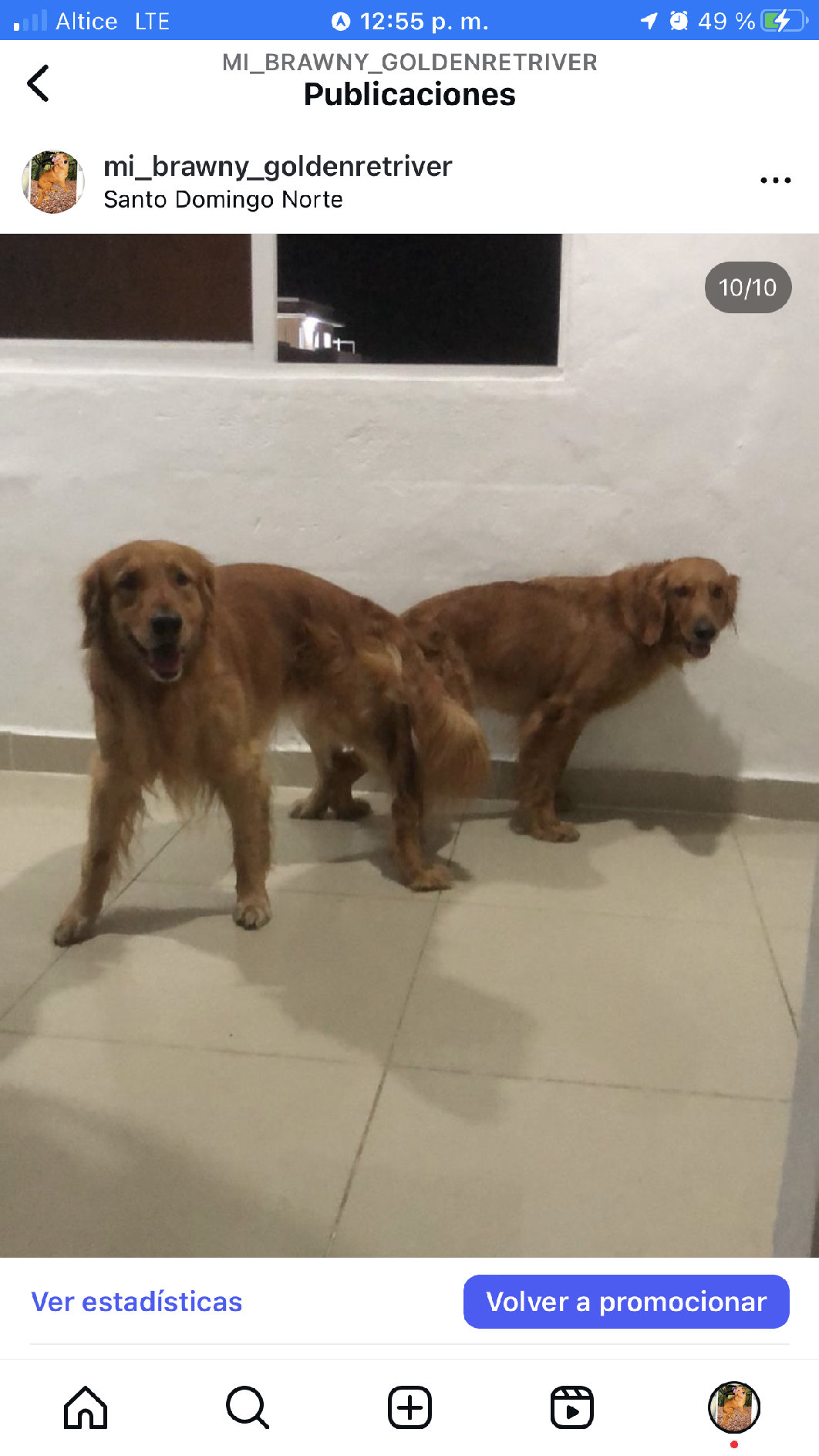 animales y mascotas - Golden retriver raza pura  7