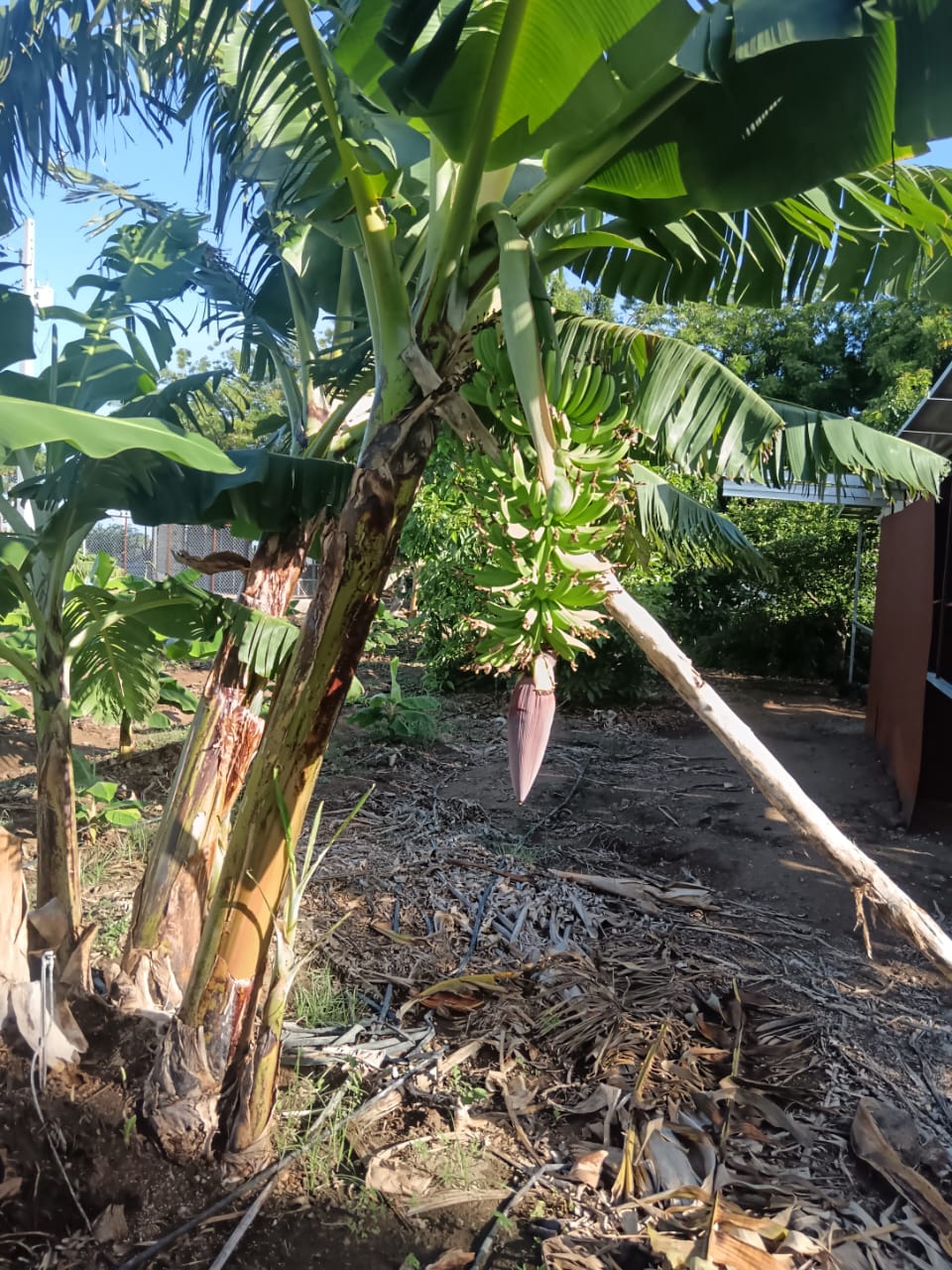 solares y terrenos - MATANZAS DE BANI, VENDO ESTA FINCA 53 TAREAS 4