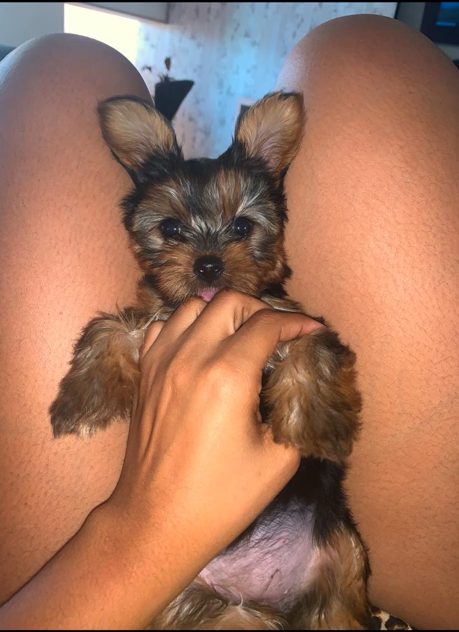 animales y mascotas - Cachorro de yorki  3