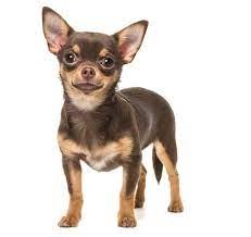 animales y mascotas - Compro o Adopto Chihuahua Adulto 0